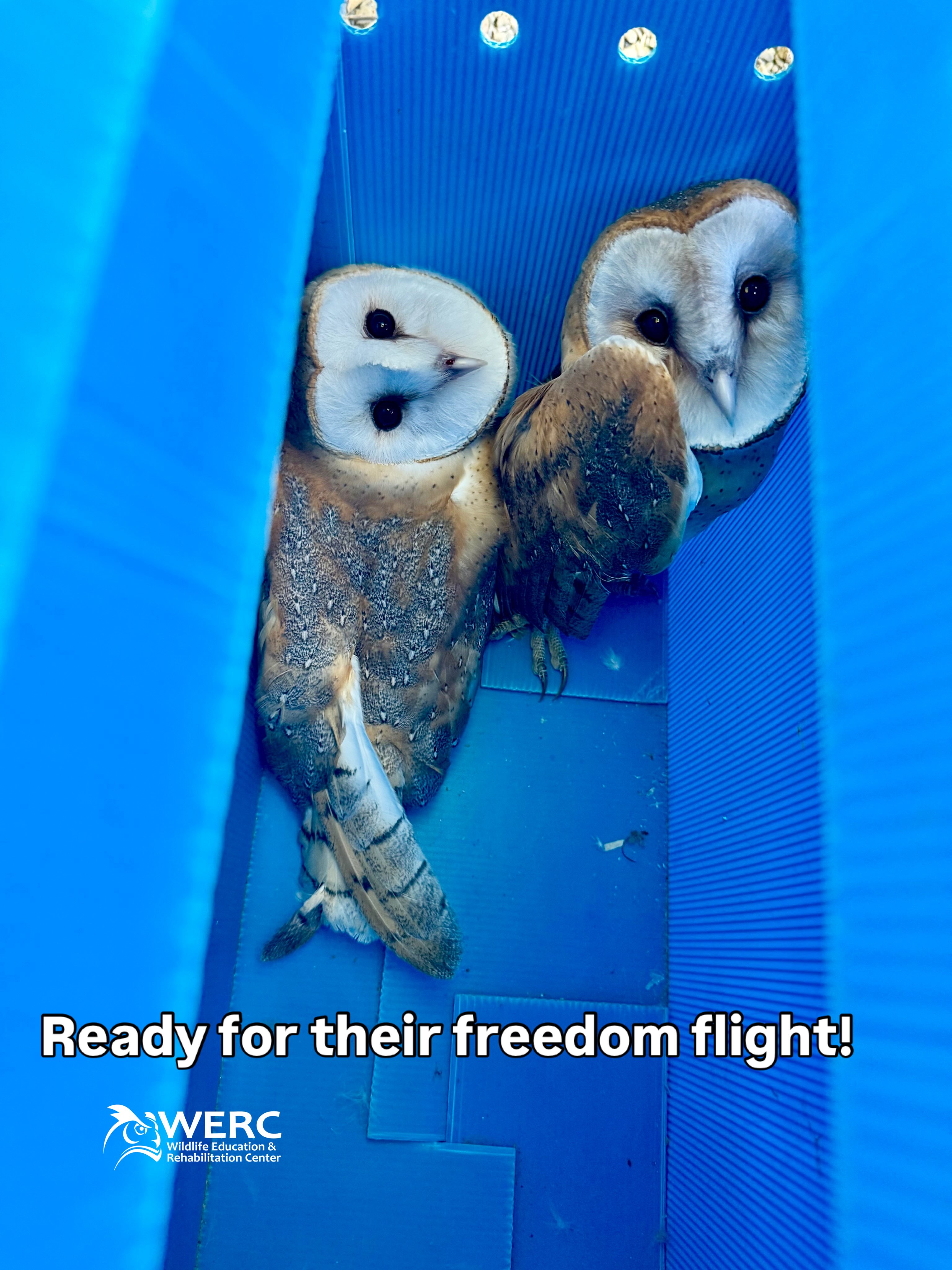 ✨Just hours away from their wild life! ✨
WERC is very excited to share this special moment with you. See you all soon! 👀
#barnowls #wildliferehabilitation #owlrelease