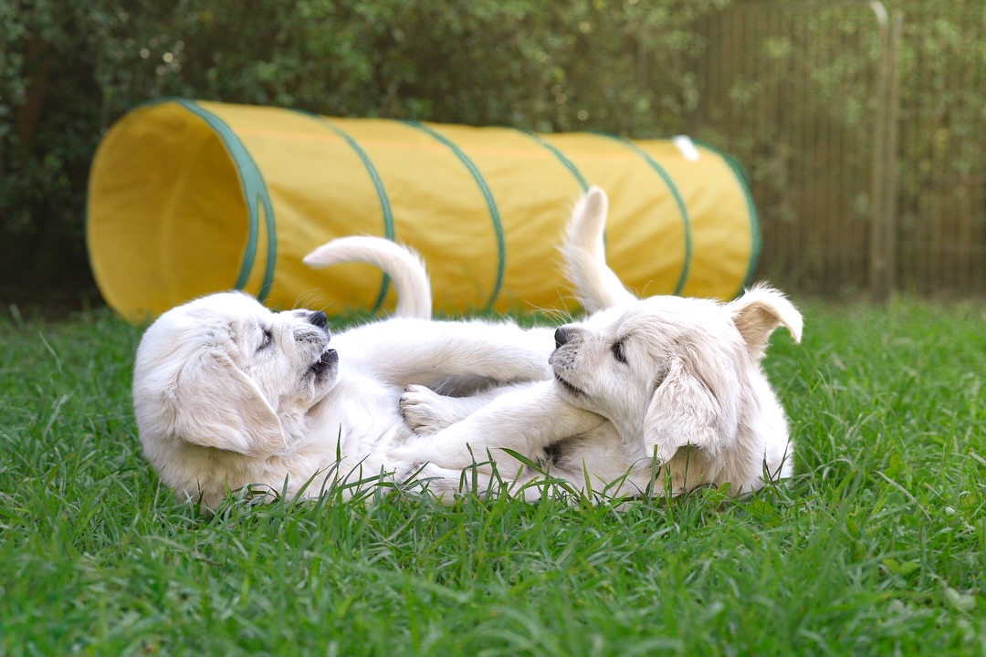 Double trouble ๐
We are babysitting little Chase for a few days while her parents are away.
How cute are these two together? I promise they love eachother despite the toe biting ๐คญ
#golden #goldenretrieverworld #goldenretriever #goldenpuppies #goldens