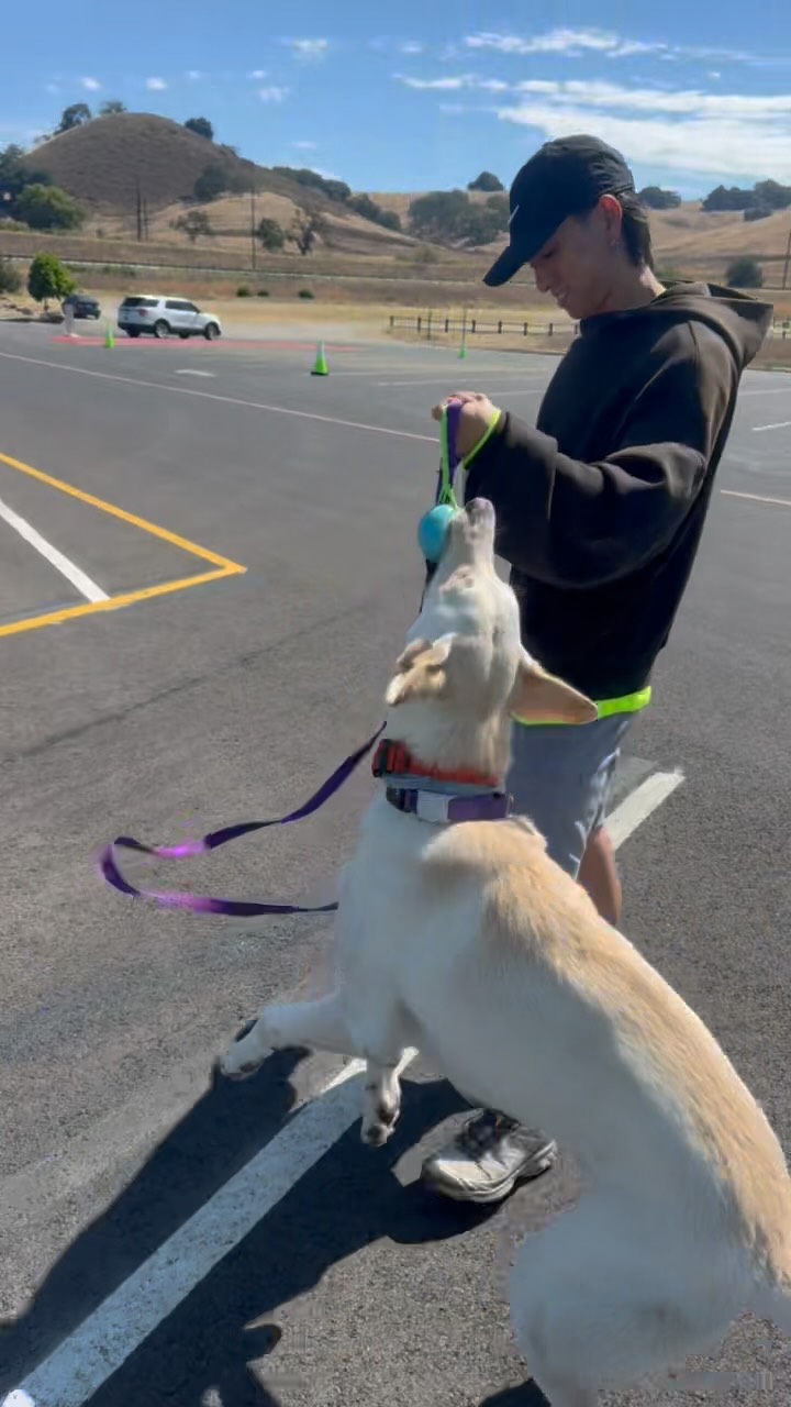 Angler may be spooked by his own shadow sometimes but when it comes to his job he is not afraid to crawl under trailers and do whatever it takes to show you where that odor is. Thanks for keeping our water mussel-free Dustin and Angler! 🐾 🐠
#detectiondog #workingdog #conservationdog #dogs #dogsofinstagram