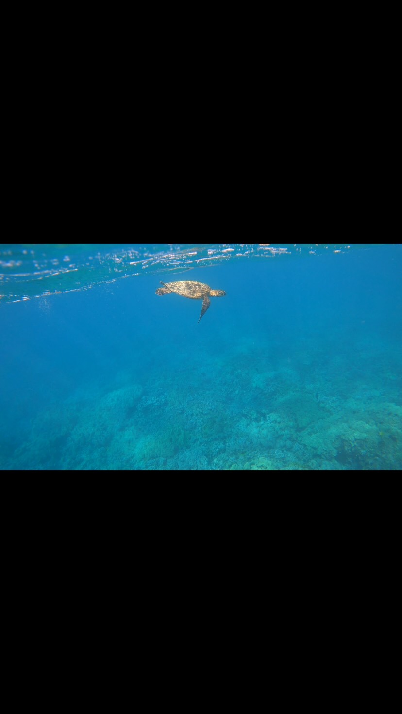 Hangin out with the honu is what we do most on our morning tours π’#honuhangout #paddlewithhonu