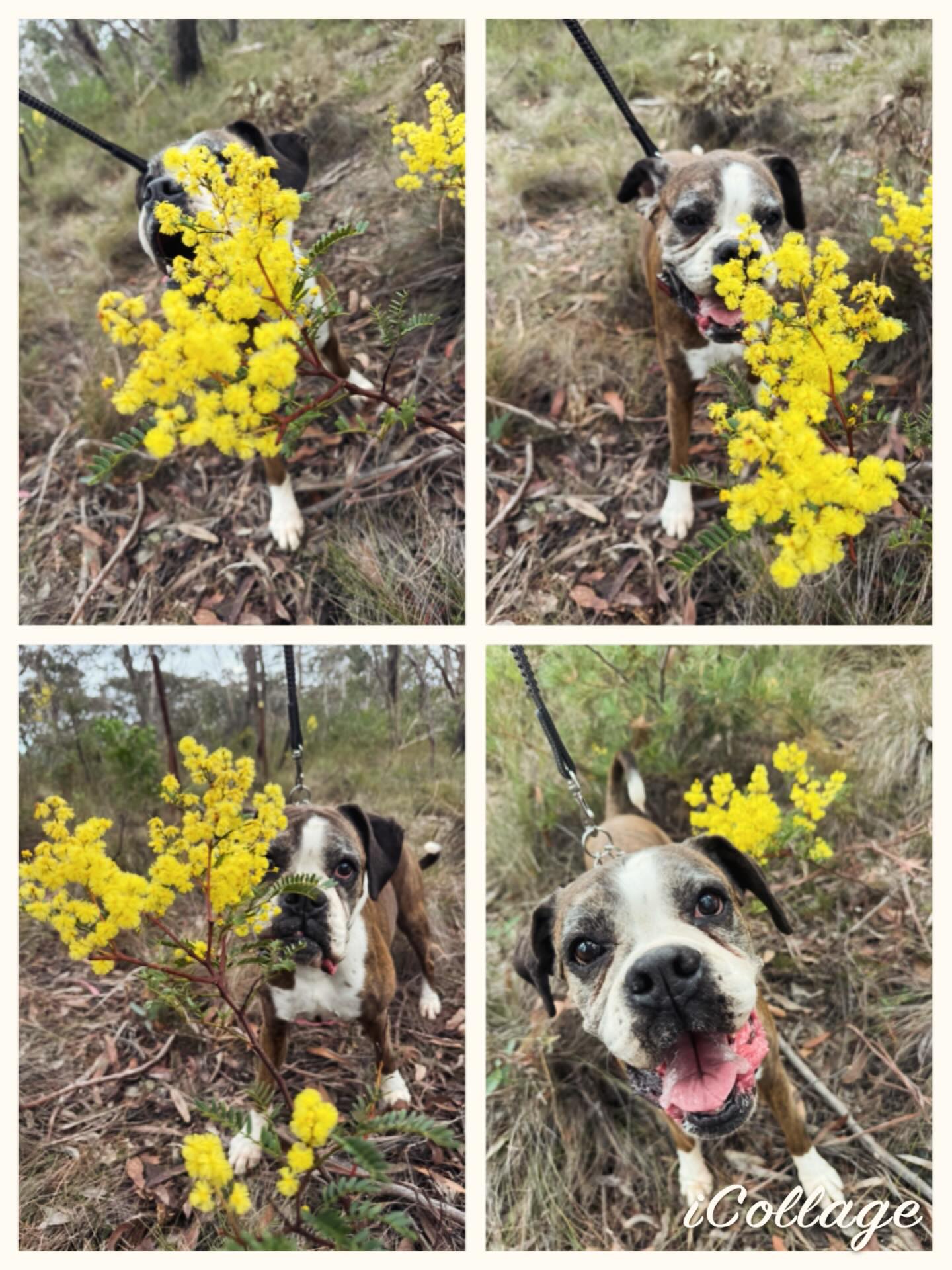 Nutmeg waddling amongst wattles ❤️