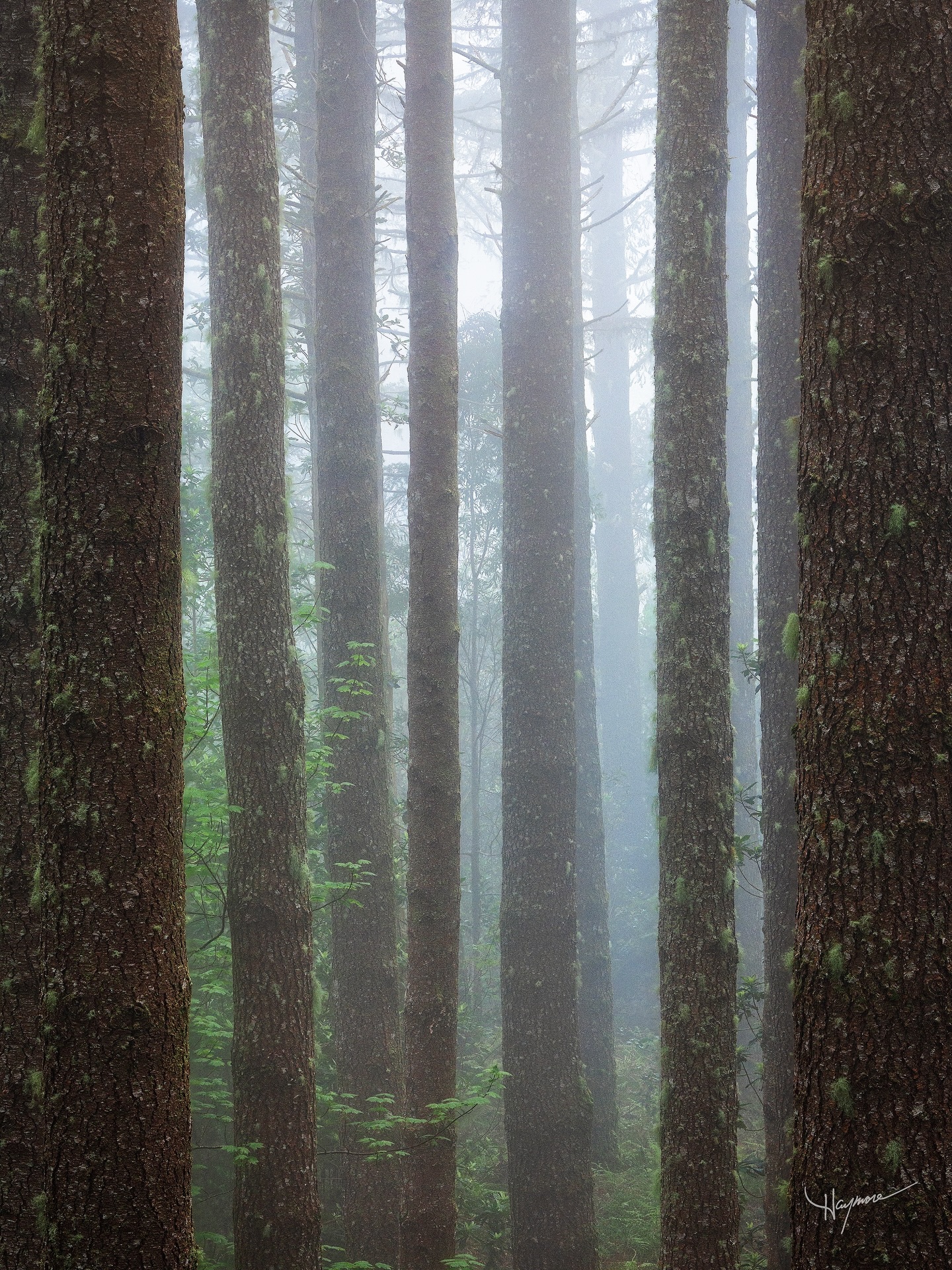 We drove the windy roads of Madeira for hours, searching for specific looking forests and tree types that play well with the fog that was rolling over the tops of the mountains.
This particular forest had these magnificent old growth trees that stood tall and straight without branches lower down. The textures and patterns were fun to play around with in various compositions.