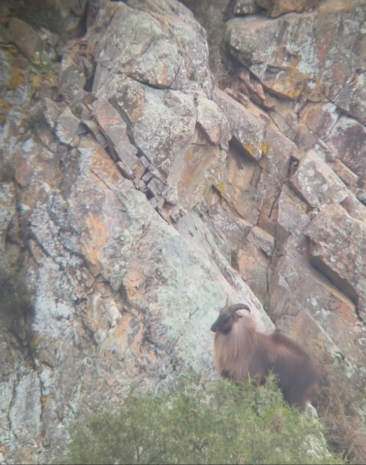 Big bull down! #southislandhuntingnz #tahrhunting #bulltahr #hunting #huntingseason