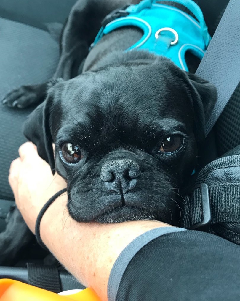 Young gun Tako. ❤️
I found this photo of Tako’s handsome face in an old socials account. I’ve been obsessed with this little creature for almost 12 years. I’m so lucky.