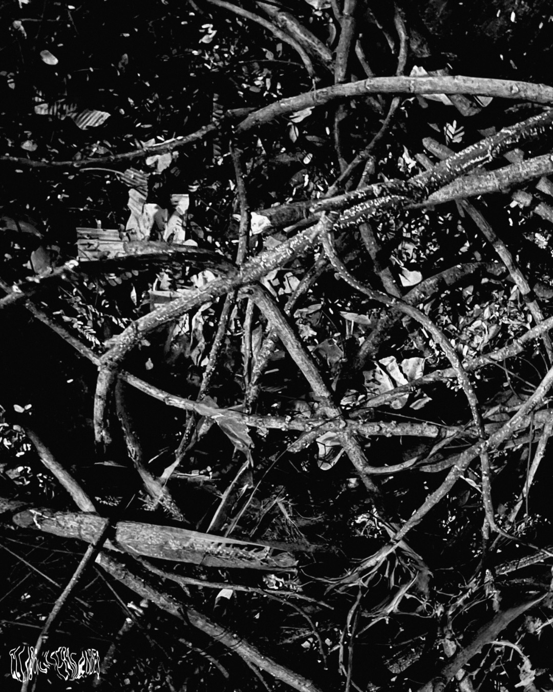 || tangled form ||
some patterns only reveal themselves when you stop looking for order.
this stopped me in my tracks. the curious looks from passersby reminded me that we don’t all notice the same things.