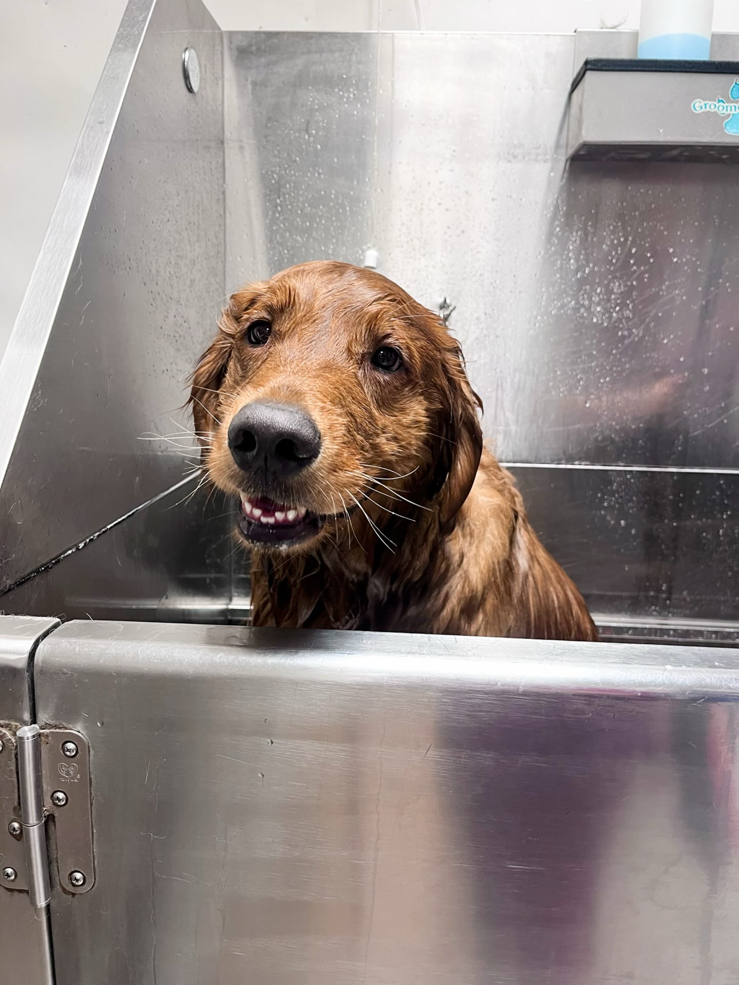 Did you know? 🛁
Regular baths do more than just keep your pup smelling fresh. They help remove dirt, allergens, and loose fur while supporting healthy skin and a shiny coat.
Mr. Ben stopped by for his spa day and was the perfect example of self-care done right. We think his smile says it all! 🐾✨
#ItsARRRuffLife #DogGrooming #HealthyCoatHappyDog #SpaDay #GoldenRetriever PetGrooming