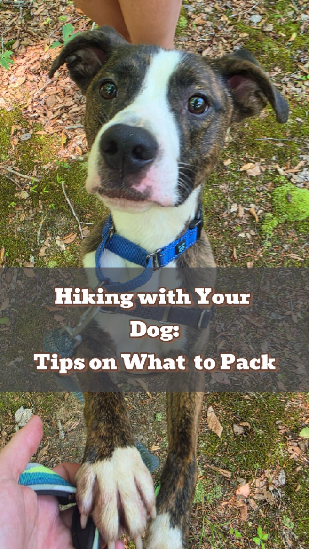 We love getting out with our dogs and know that sometimes it takes some planning. Charles, one of our Kennel Staff, walks you through his favorite hiking essentials and the benefits for both you and your dog. #DogFriendly #FluvannaSPCA #rescuedismyfavoritebreed #summerdog #animalovers #naturelovers #activelivingwithdogs #hikingtipsforyouandyourdog