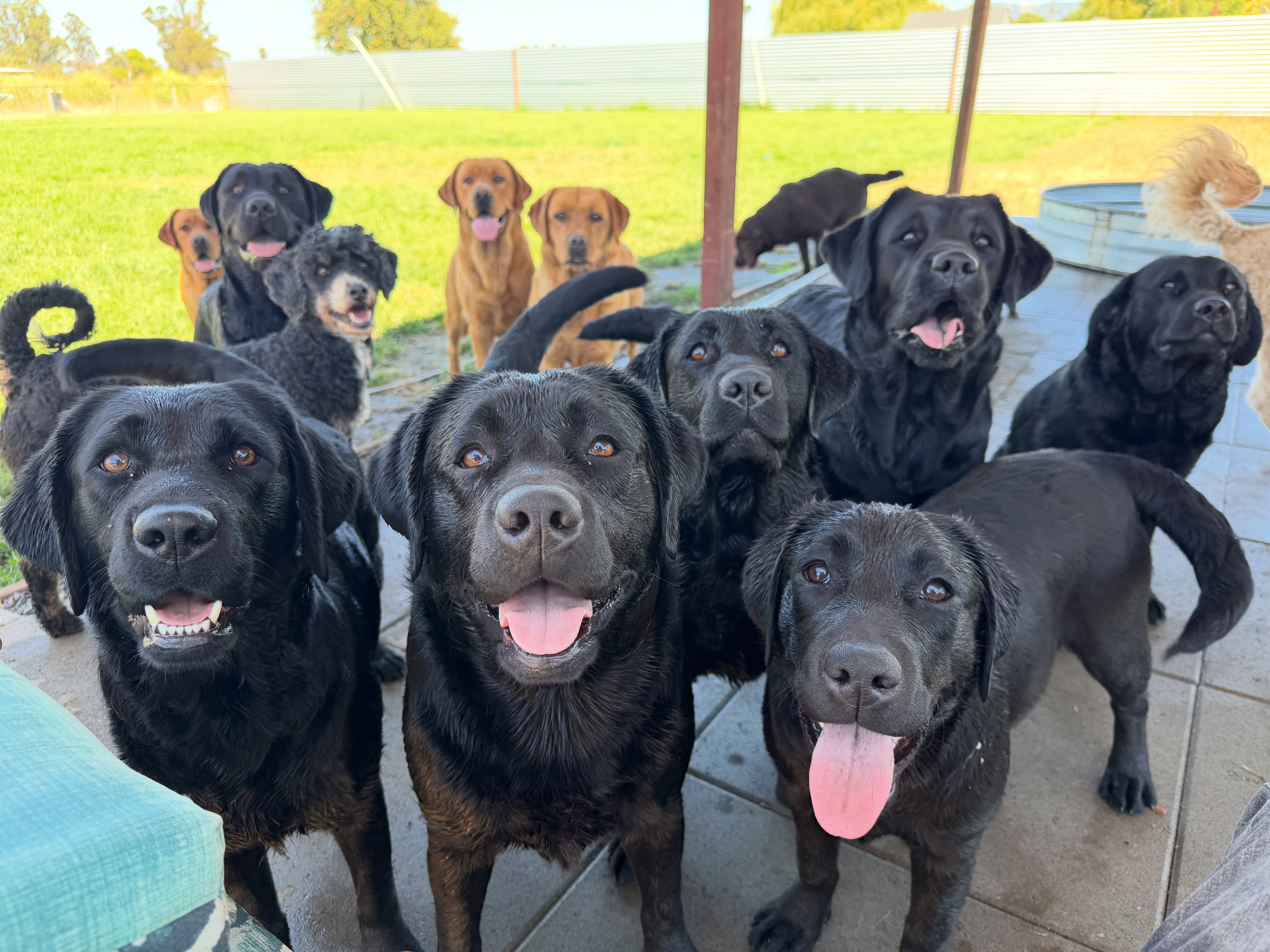 I just realized I haven’t planned the lab party for July!!! It was supposed to be July 18, but the day has gotten a little crazy, and too close. So the next lab party is going to be Sunday July 19th! 12-2ish
Bring your Moonlight/Sunset lab, (or just come to visit the dogs), anything you want to drink, and any snacks to share! PM me if you need the address.
.
.
.
.
.
.
#moonlightlabradors