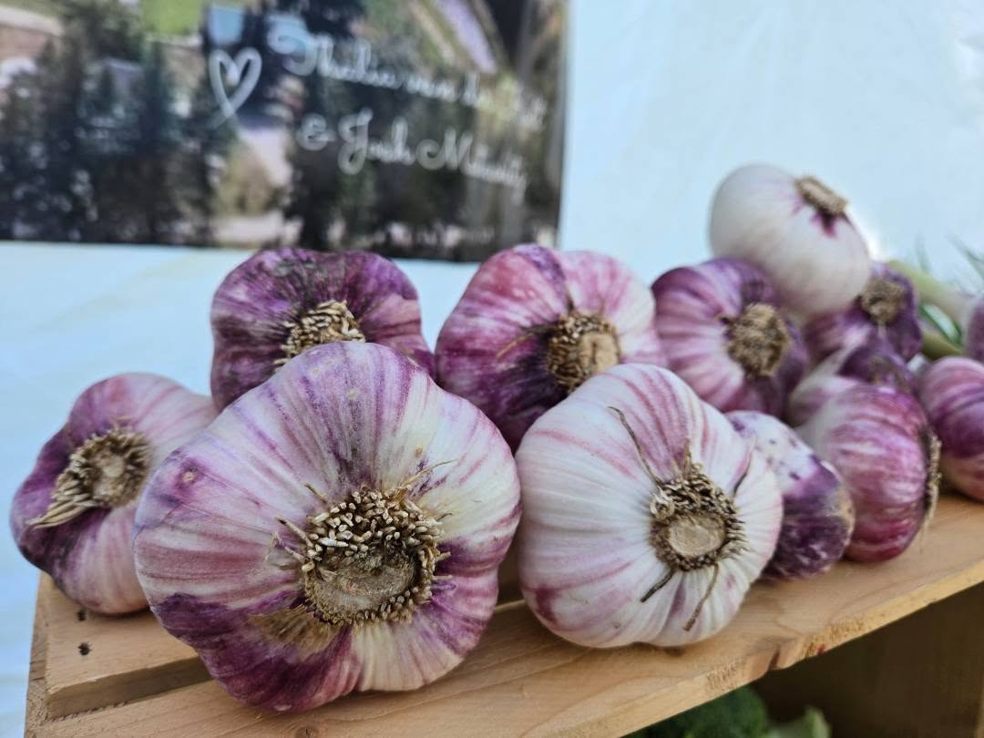 The great garlic harvest happened this week! 🧄 👊 🎉 We brought some freshies to the market! Also check out our shiny new labels 🕺See you at the @nelson.farmers.market at Cottonwood 9am-2pm! ✌️
#nelsonfarmersmarket #eatlocal #kootenaycornergardens #supportyourlocalfarmer