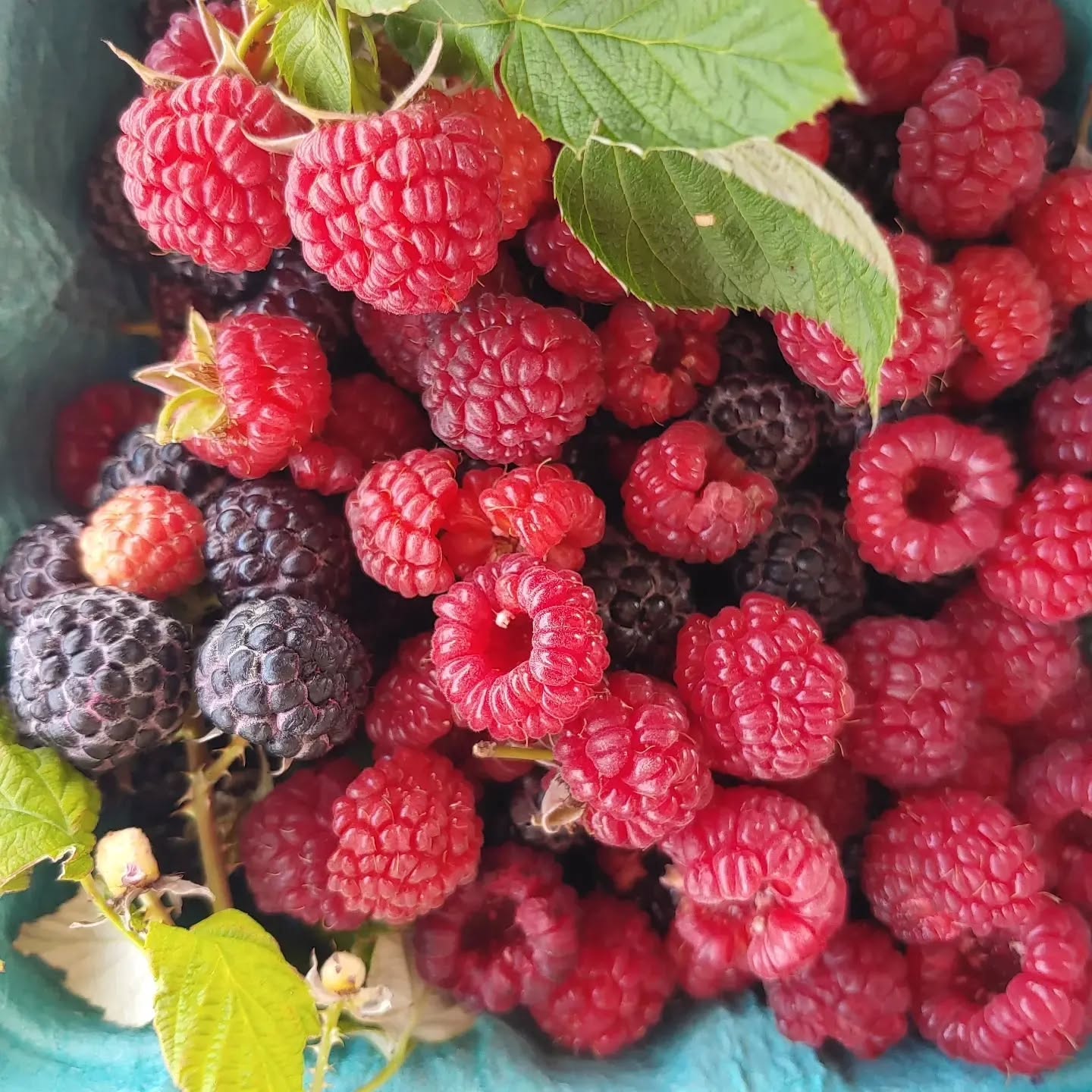 Our final day for pick your own raspberries is Saturday, July 11th from 8-6. We appreciate your support and understanding during this very difficult season. We pray that next year is better!
Our blackberries are beginning to ripen, and you can pick by appointment. Please call 937-232-7525 to schedule. We continue to have cling peaches zucchini, sweet onions and cucumbers. Sweet corn and freestone peaches will be ready soon! We will post when they are ready.
A