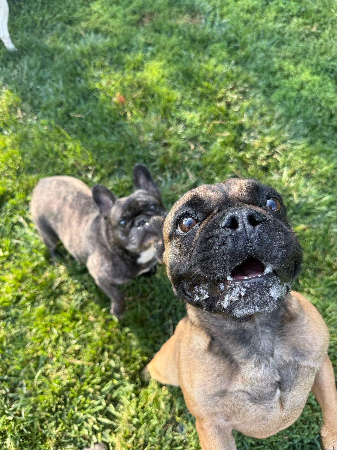 Some of our boarding pups this weekend🐶💜