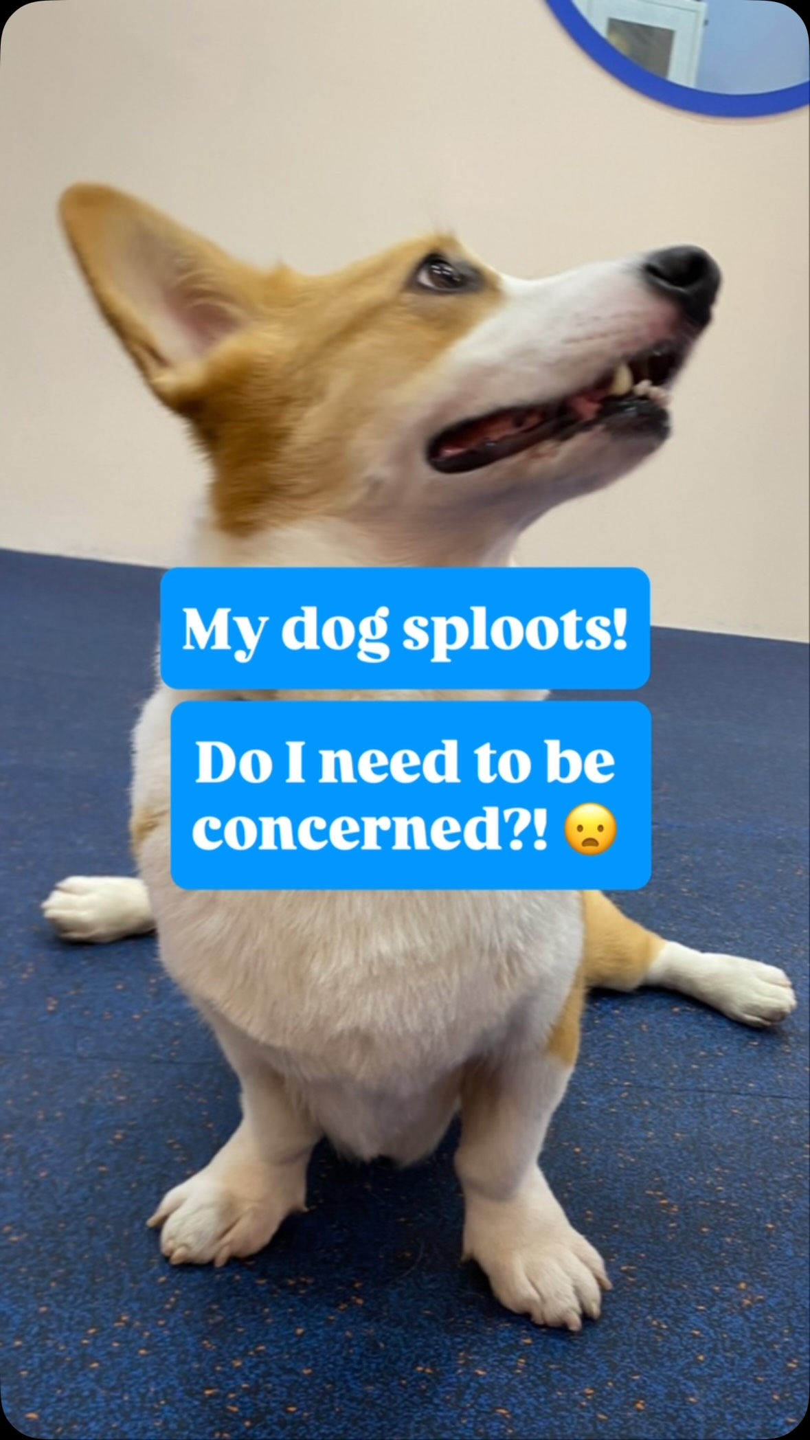 Cute? Absolutely. 🐾
Splooting has become one of the internet’s favourite dog poses,
and for many dogs it’s simply a comfortable way to relax.
The important question isn’t,
“Does my dog sploot?”
It’s,
“What else is my dog telling me?”
When we assess movement,
we don’t focus on one posture in isolation.
We look at your dog’s
posture, movement and function together
to build the bigger picture.
Sometimes a sploot is simply a sploot.
Other times, it’s one of several clues that tells us your dog may benefit from a closer look.
#nimblepaws #movementmatters #caninerehab #dogphysio #sgdogs