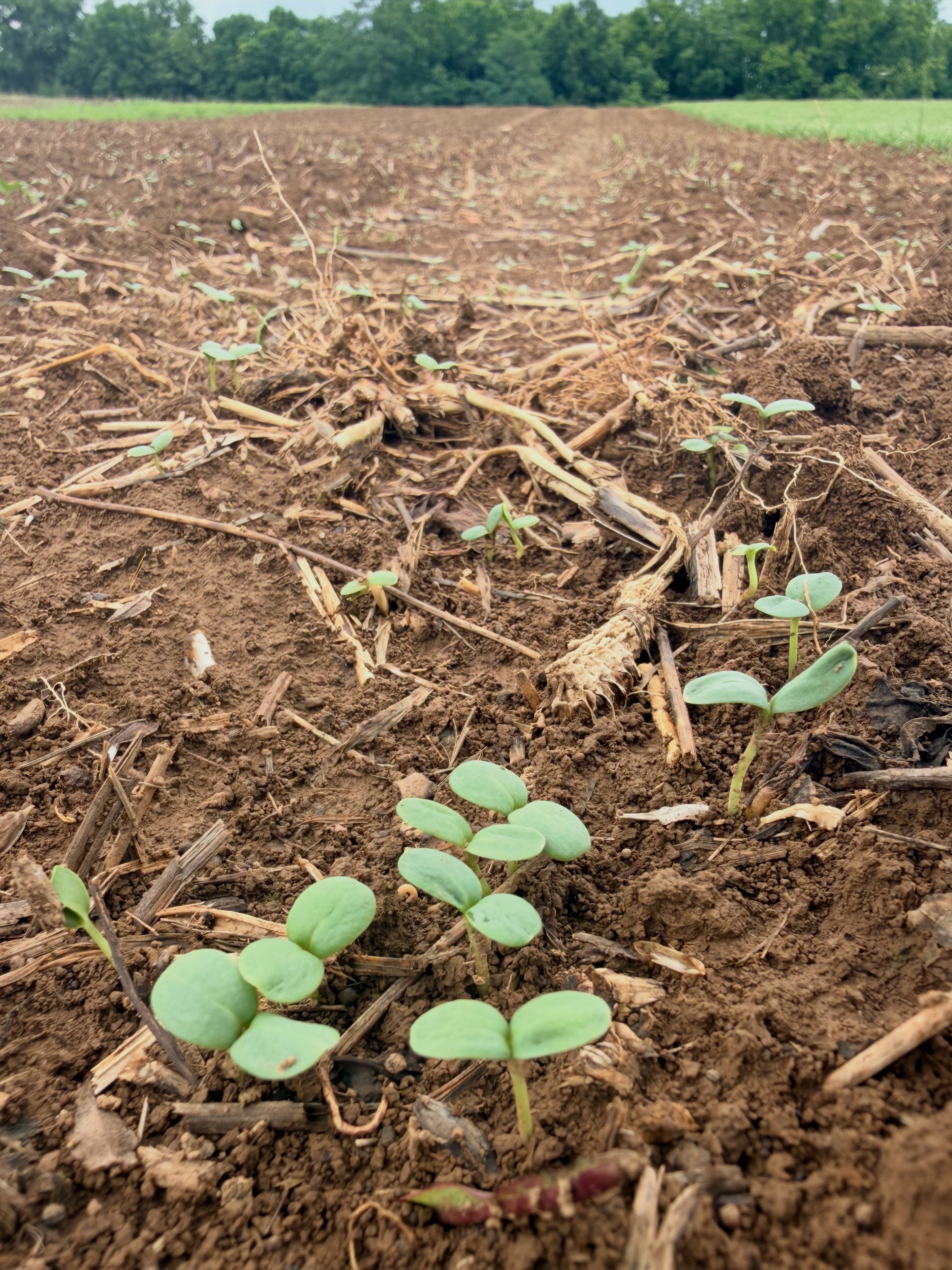 Zinnia babies!
#zinniaflower #seedlings