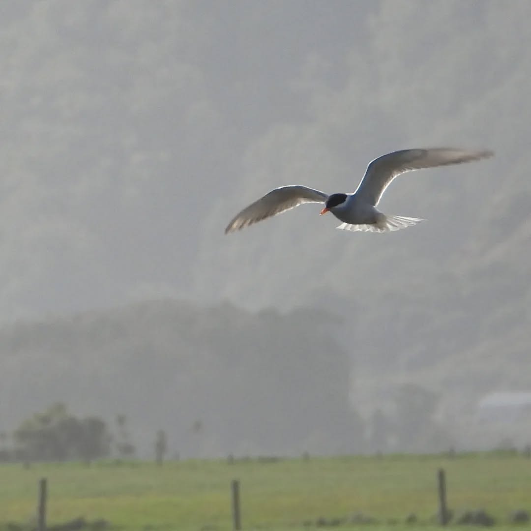 Our Black-fronted Tern, still visiting in the Karamea district
#Black-frontedtern #chlidoniasalbostriatus #karameaterns