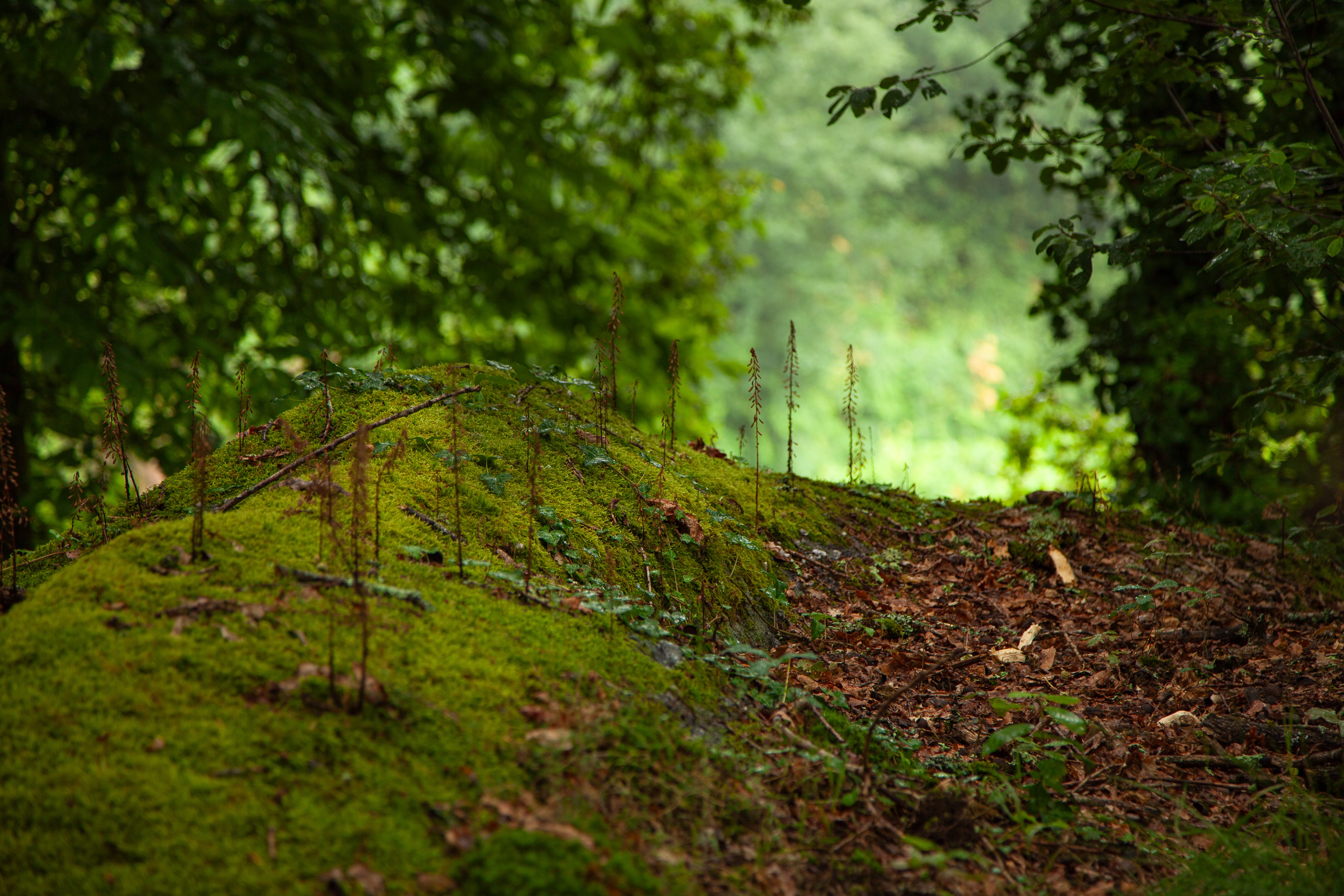 Pequenos detalhes do nosso mais precioso refúgio. 🌲
Foto: Francisco Azevedo
__
EN
Small details from our most cherished sanctuary. 🌲
Photo: Francisco Azevedo
#QuintaDosEncados #NatureLovers #OakForest #NatureTourism #SlowLife
