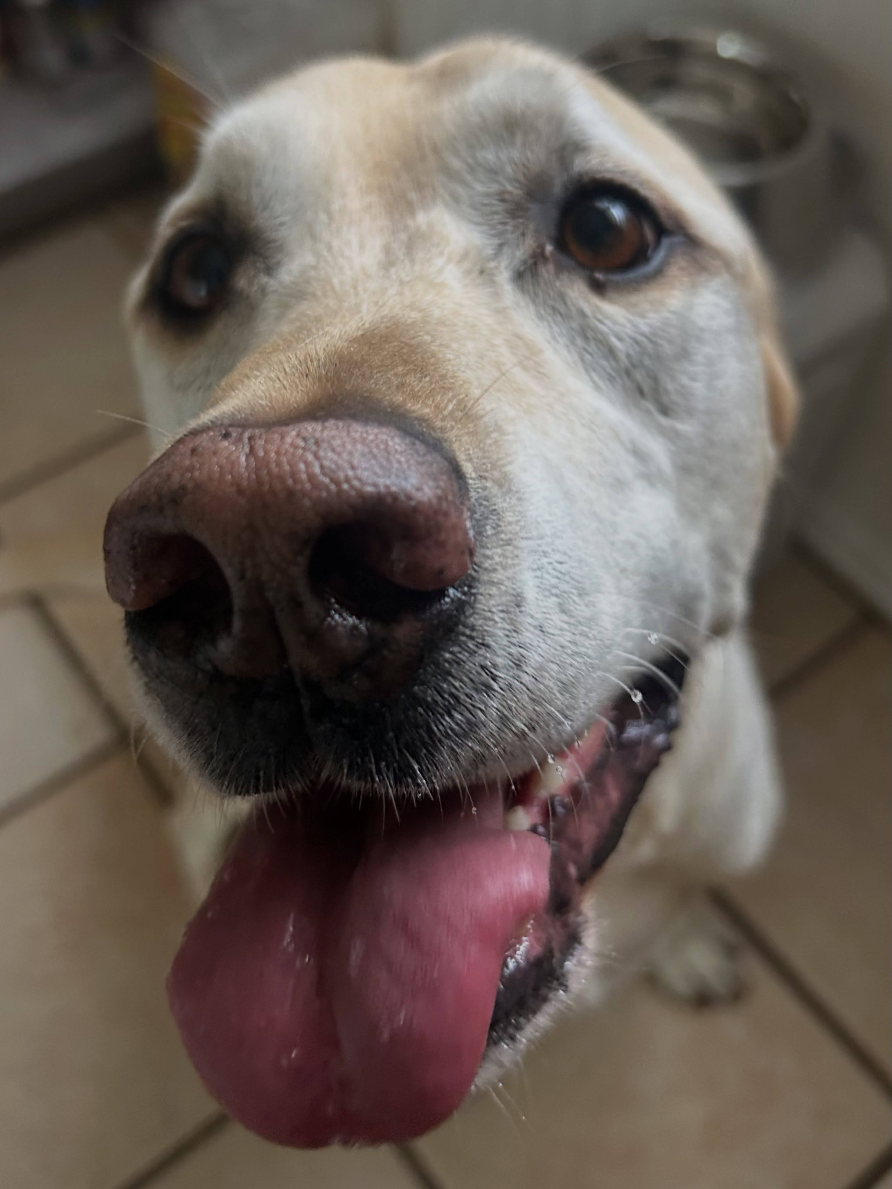Now thatβs how #tongueouttuesday is done! Looking good, Colby! ππΎ