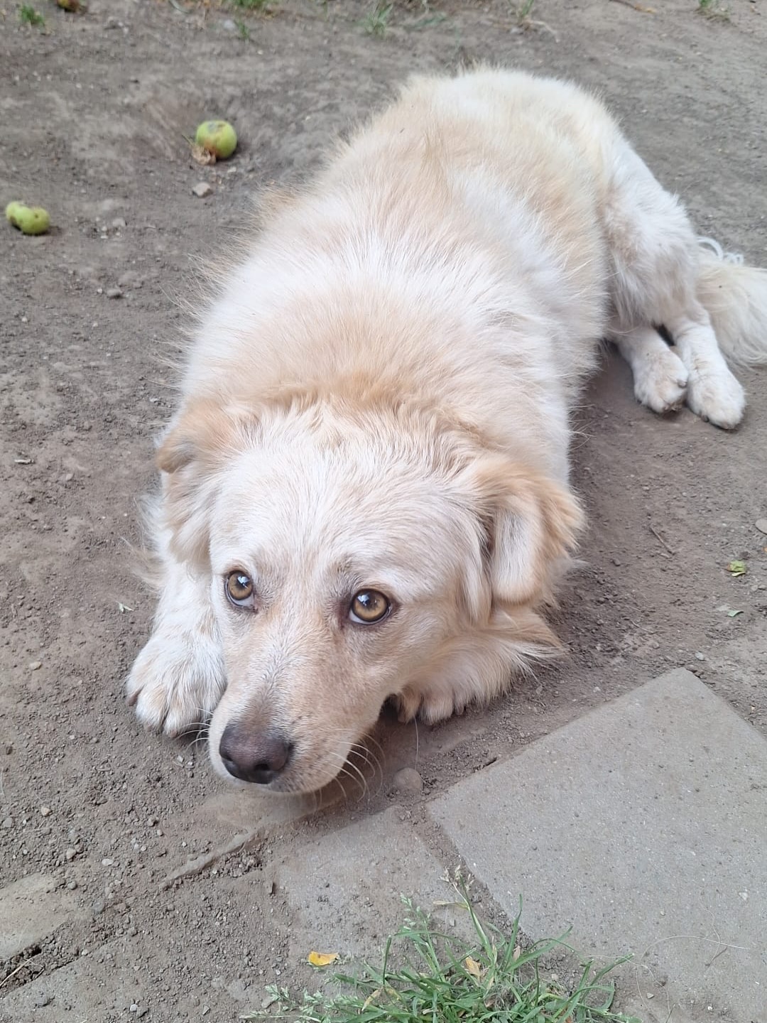 Hallo, ich bin’s Caramel 🐕 🐶
🤍 Caramel / Rüde
📏 ca. 30 cm / ca. 05.2025 geboren
💞 menschenbezogen & freundlich
🐶👶🏼 verträglich
📍 Standort: Bukarest, Rumänien
Normalerweise bin ich ein fröhlicher witziger kleiner Kerl, der immer gute Laune hat. 😊
Im Moment bin ich sehr traurig und brauche ganz dringend Eure Hilfe !!!
Ich lebe mit meiner Freundin Lessy in Rumänien bei einer lieben Frau, die uns gerettet hat.
Die Frau bekommt bald ein Baby und kann uns dann nicht mehr ausreichend versorgen.
Meine Freundin Lessy darf am 24.07.2026 auf eine ganz tolle Pflegestelle nach Deutschland reisen.
Ich möchte auch unbedingt mitfahren, ich möchte nicht alleine zurück bleiben!
Leider hat sich bis jetzt noch niemand gemeldet der mir ein Zuhause schenken möchte 😢
Ich verstehe das gar nicht…
Ich bin ein lieber lustiger süßer Hunde-Junge. Ich bin immer freundlich, ich liebe es zu spielen und zu rennen.
Mein größtes Glück ist es wenn sich Menschen mit mir beschäftigen. Kinder mag ich auch sehr gerne.
Ich bin ca. Jahr alt, ca. 30 cm groß und kastriert.
Möchtest Du mein Mensch sein und mir meinen großen Traum erfüllen ???
Du musst doch zugeben, dass ich einfach unwiderstehlich und süß bin.
Ich verspreche Dir, Du wirst es nicht bereuen und wir werden ganz bestimmt sehr viel Spaß zusammen haben.
Schick uns bitte ganz schnell eine Selbstauskunft zu, damit wir uns bei dir melden können & ich hoffentlich ganz bald auf dem Weg zu dir bin😍
👉 https://wir-fur-hunde-in-not-ev.petoffice.app/adopt/?species=dog (Link in Bio)