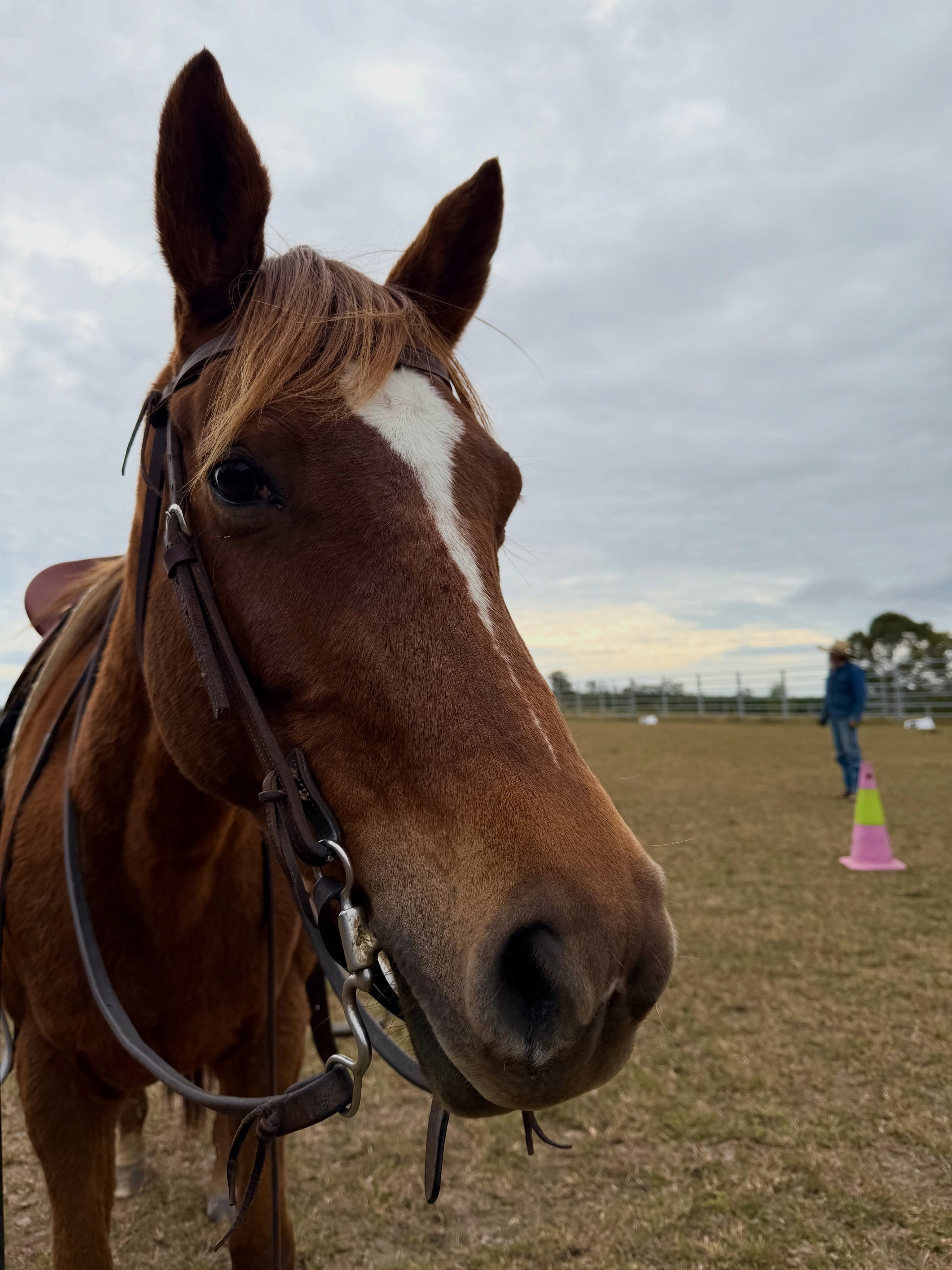 What’s happening at Horses with Holly this July?
Horse healing Friday 17th July, txt 0402018994 or email ride@horseswithholly.com.au to book in for some free horsey healing. This is for anyone struggling with mental health or just the general day to day stresses of life. Completely free of charge! Bookings are essential so please be brave if you are needing some help and come meet my helpful horses 🥰
Come and try show day Saturday 18th July bookings essential hit the link below 👇
https://www.horseswithholly.com.au/booking-calendar/h-w-h-come-and-try-show-day?referral=service_list_widget
Steve Thake Training group lesson held at H.w.H. Facilities, 23rd July. Bookings are essential, contact Steve via facebook messenger.
Introduction to long reining clinic 25th-26th July. Fence sitter positions available and only 1 participant position available. Bookings are essential. Hit the link below 👇
https://www.horseswithholly.com.au/service-page/introduction-to-long-reining-clinic?referral=service_list_widget