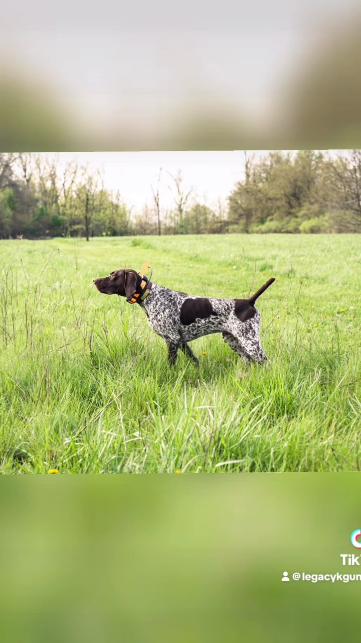 Baron and Tiffany won back to back majors in Bainbridge, NY. Love this versatile boy! Beauty and brains 🩵
Cam x Jackie #legacyk #birddogoftheday #birddog #gspoftheday #gspsofinstagram