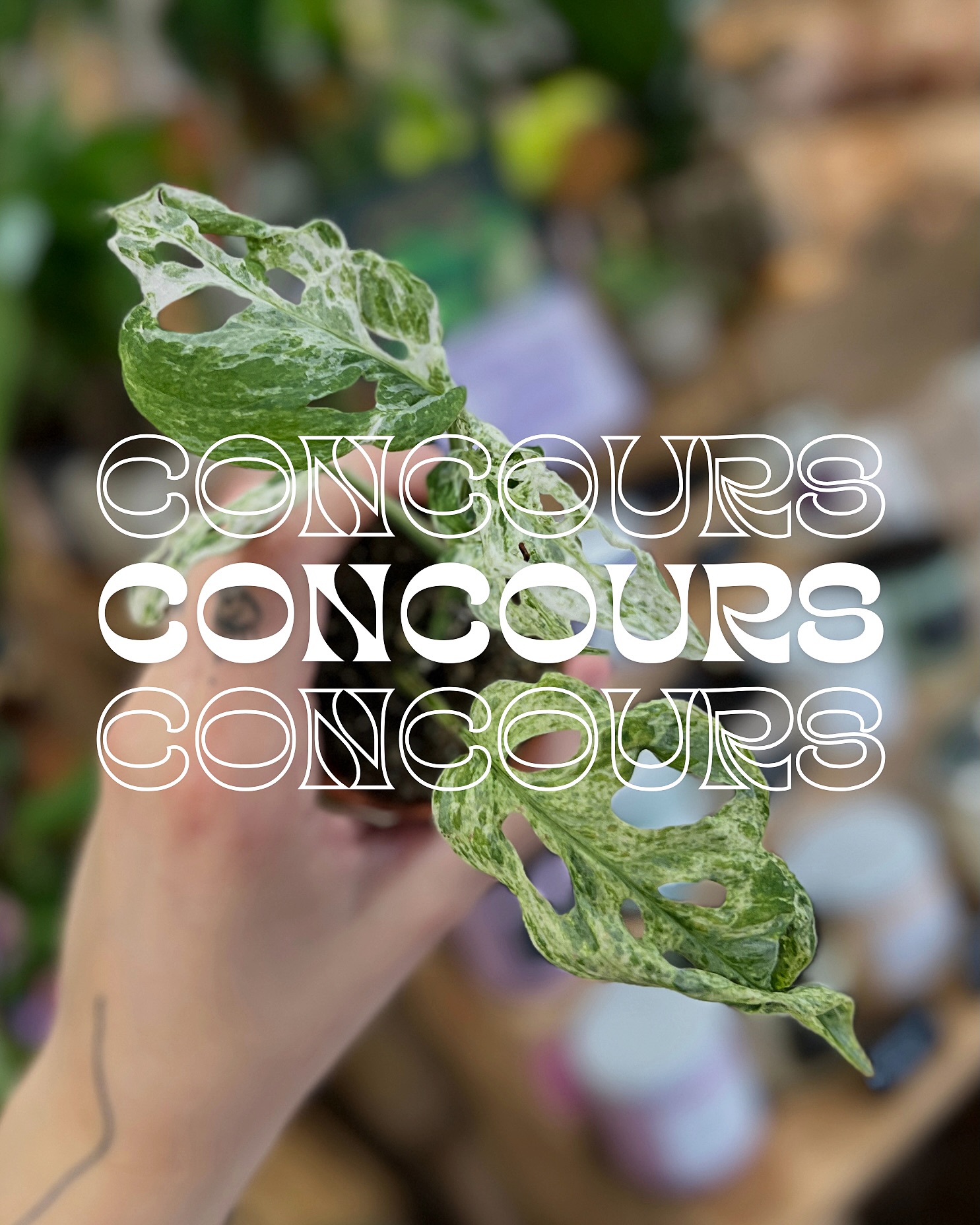 🍀 CONCOURS 🍀
Et si on ajoutait 2 pépites à votre collection avant les vacances ? 👀
Pour vous remercier de faire grandir Jēra chaque jour, on a décidé de vous gâter avec un nouveau concours 💚
Il y aura 2 gagnants au total, chacun remportera 2 baby plantes :
- 1 Monstera Frozen Freckles (ses panachures givrées 🤌🏼)
- 1 Rhaphidophora Puberula Variegata (une vraie rareté à collectionner ✨)
Comment participer ?
🌱 abonne-toi à @jera_plantshop
❤️ aime cette publication
🫶🏼 tague des amis en commentaire
☘️ bonus : partage cette publication en story
Le tirage au sort aura lieu le lundi 20 juillet à 18h ⏰
⚠️ Faites attention aux faux comptes, les gagnants seront annoncés uniquement ici 😉
Bonne chance à tous ✌🏼
🤫 Pssst… En attendant les résultats, si vous profitiez des soldes en boutique & sur le e-shop ? 😏
Concours réservé à la France métropolitaine 🇫🇷
Ce concours n’est pas géré par Instagram.
#boutiquedeplantes #concoursplantes #plantslovers #jungleurbaine #plantesrares