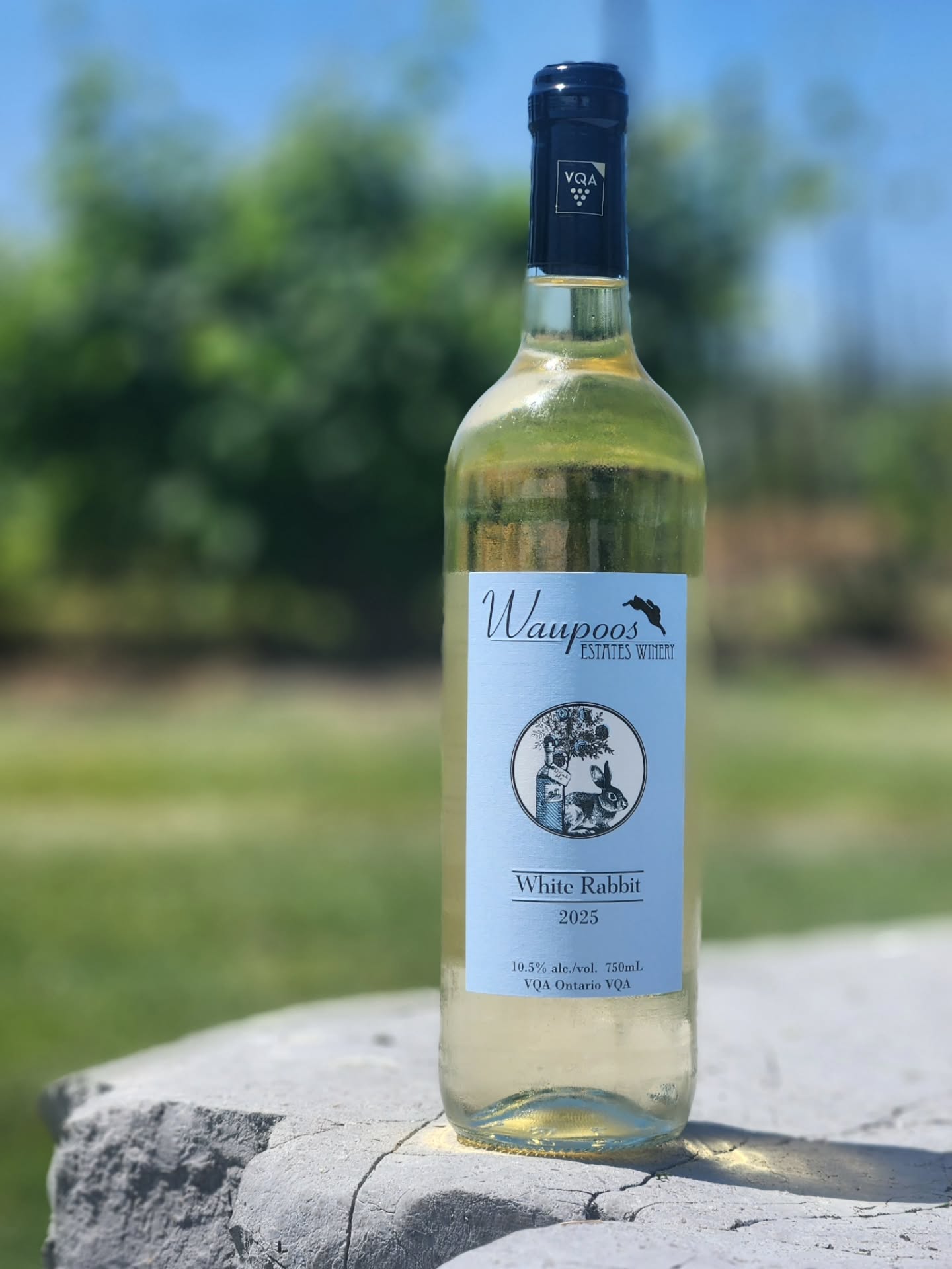 White Rabbit 2025 has arrived!
Made with 100% estate-grown Seyval Blanc, this fresh, vibrant white is bursting with crisp green apple, sweet canned peaches, and delicate floral notes, finished with a bright, zesty finish that keeps you coming back for another sip.
Whether you're enjoying it on the patio or pairing it with seafood, summer salads, BBQ kebabs, or your favourite spicy dishes, White Rabbit 2025 is made for easy summer sipping.
Stop by the tasting room to be among the first to try our newest vintage!
#WaupoosEstates #PrinceEdwardCounty #PECWine #OntarioWine #WhiteRabbitWine