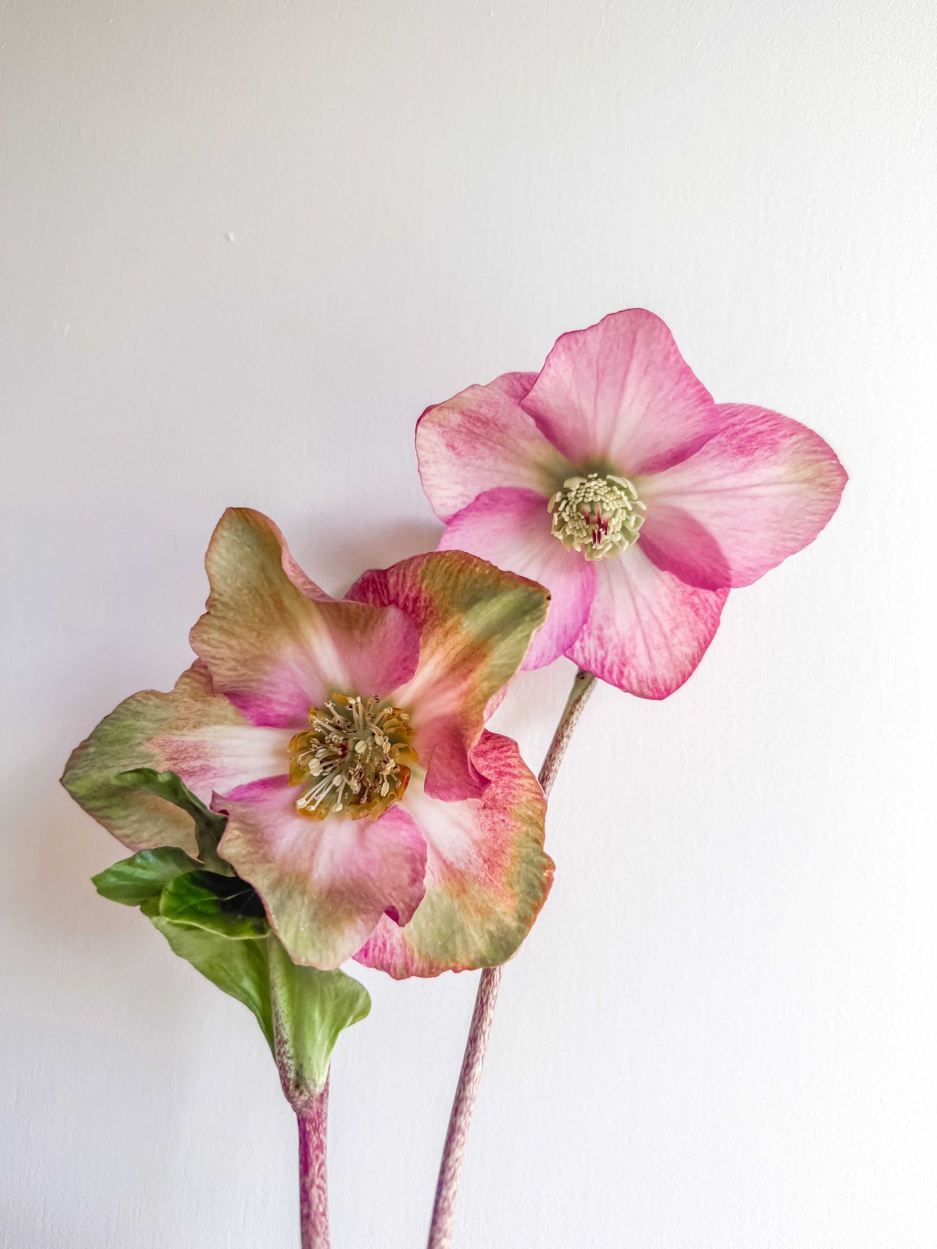 The hellebore. The diva of the floral world. She’s one of my favorite flowers, but also incredibly hard to work with. Look at her the wrong way and bam- she’s dead.
Hellebores only bloom for a few weeks each winter. Maybe that’s what makes them so beautiful. They’re here for such a brief moment before disappearing for another year.
I think there’s a lesson in that. Not everything beautiful is meant to last forever. Sometimes its value comes from how fleeting it is.
A reminder to slow down, notice the season you’re in, and appreciate the beauty while it’s here.