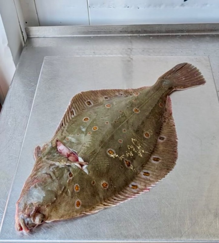 Your plaice or ours, this fish deserves the best seat in the house.
Stunning wild Plaice, always a menu winner. Delicate, sweet and perfect for simple, confident cooking.
Fancy trying it this week? Give the team a call or speak to your account manager, we’ll sort you out.
📞 01253 779 813
#MyFishCompany #WildPlaice #FreshFish #ChefsOfInstagram