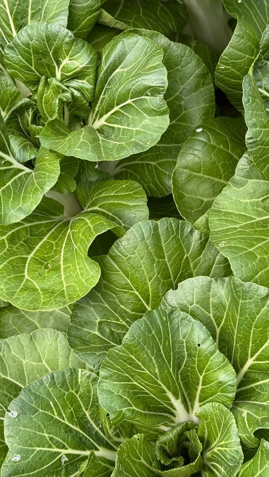 to me, this is what abundance looks like (& thankfully these survived this Boston heat wave..unlike my cabbage💔) i just started gardening this summer and i love it so much