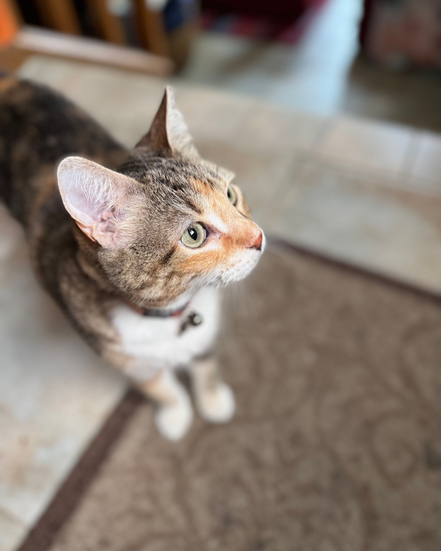 Logan is always there to greet me at the door, and informs everyone else when it's okay for them to come out too. Such a sweet guy. #atx #cedarpark #leander #catsofinstagram
