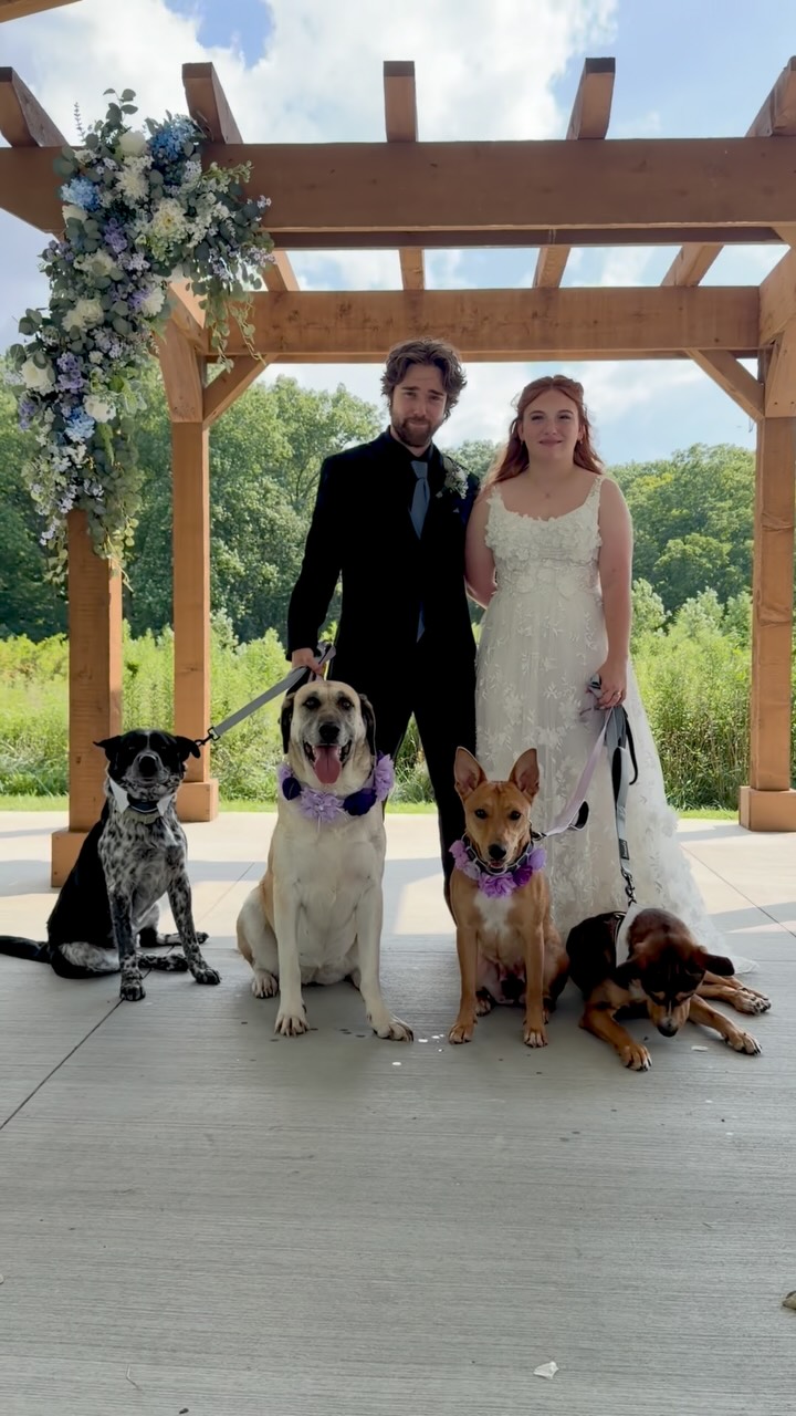 #dogsatweddings #indywedding #yourdaydogchauffeur #weddingdaydogcare #weddingdaydogs