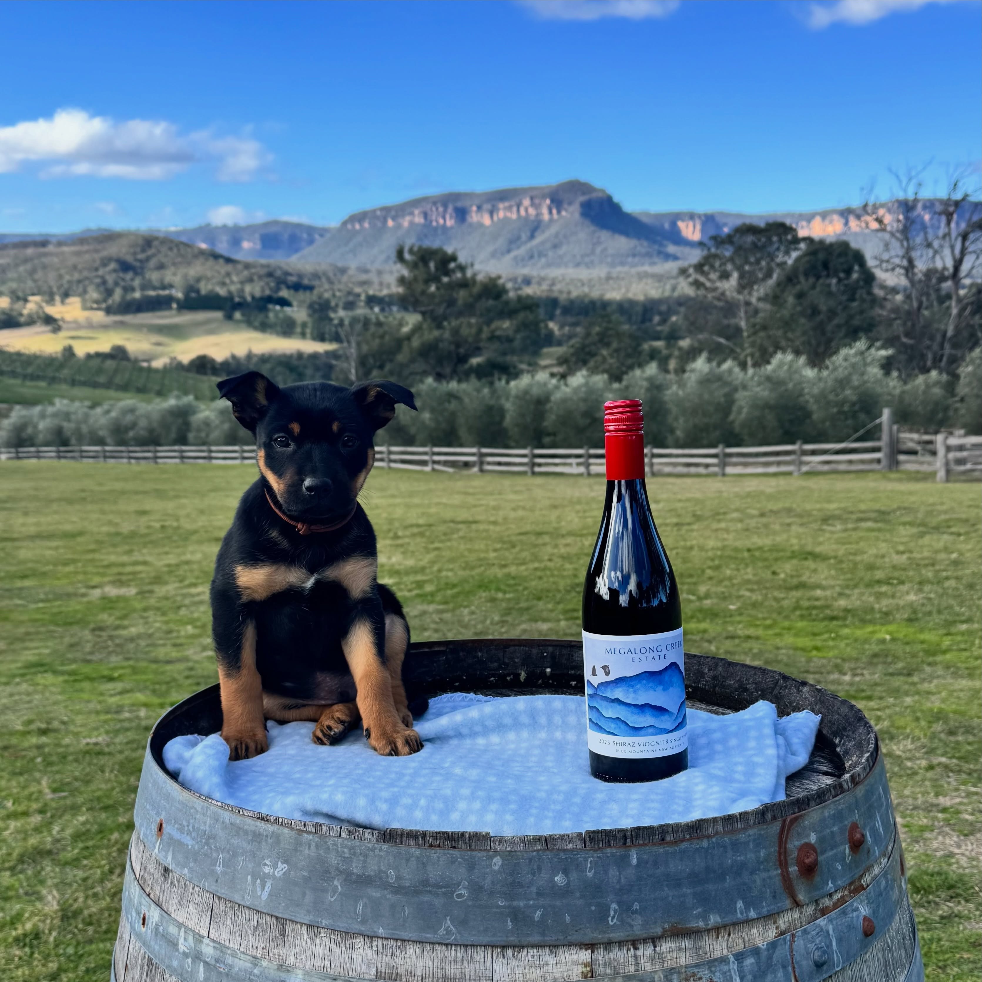 🐾 Welcome to the MCE family, Bentley!
Meet Bentley, our adorable 8-week-old Kelpie🐾 and the newest member of our Cellar Door crew.
His current job titles include:
🦺 Head of Security *(in training)*
🥐 Chief Sausage Roll Inspector
🤲 Professional Pat Connoisseur
He’s already charming everyone who walks through the door and takes his pat-collecting duties very seriously.
Be sure to say hello (and give him a pat!) next time you visit Cellar Door. We can’t wait for you to meet him! ❤️🐾
#megalongcreekestate #winedog #bentleythewinedog #KelpiePuppy #petfriendlycellardoor