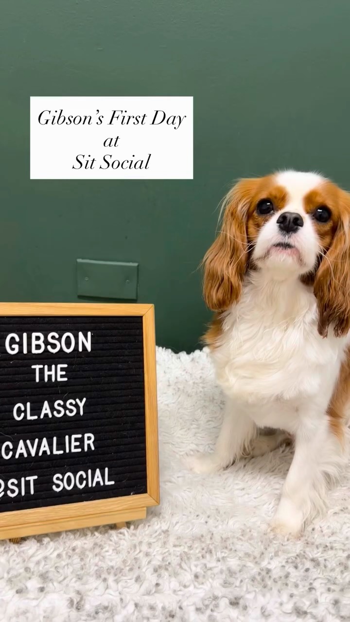 We’re so happy to welcome another Cavalier to our pack! Welcome Gibson 🐾✨
#dogdaycare #firstday #SitSocial