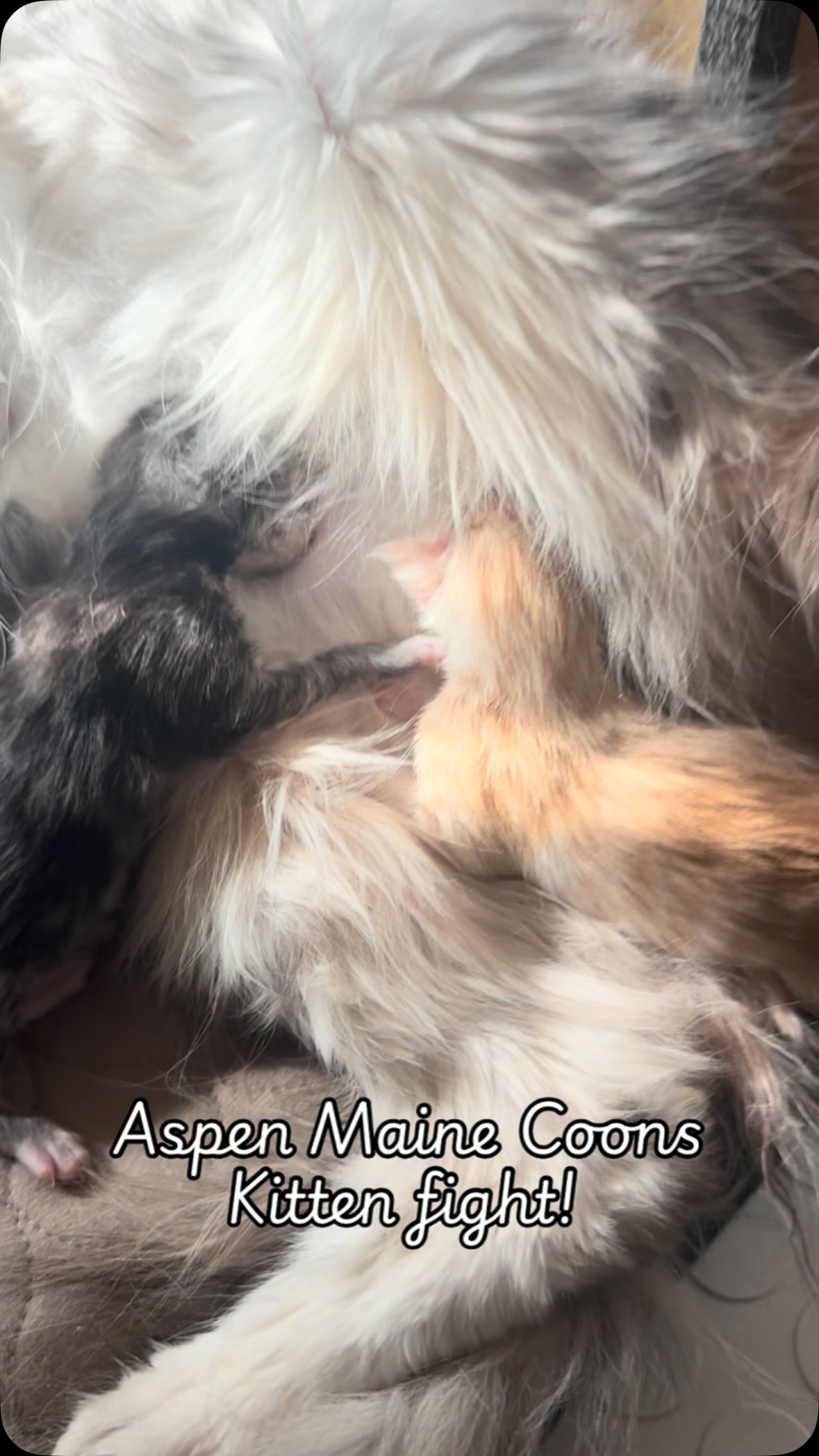 #mainecoonsofinstagram #mainecoonlovers #mainecoonlife #aspenmainecoons #mainecoonsilver