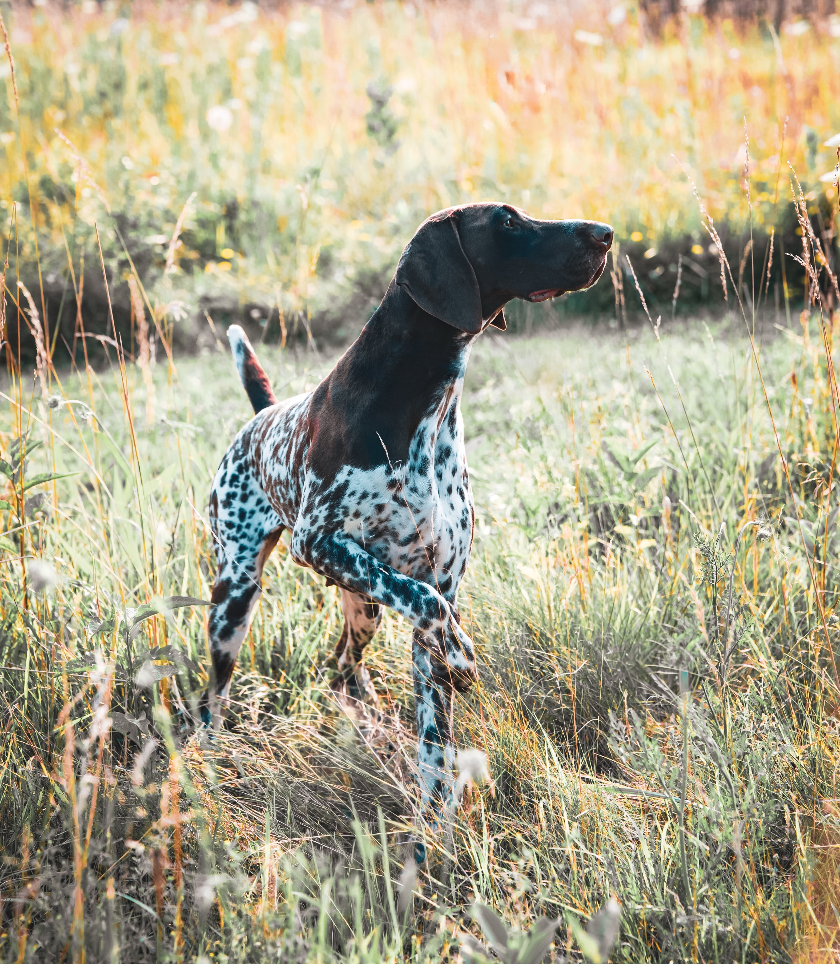 Golden hour 🔥 Indera Del Ozren 😮💨 #legacyk #birddog #birddogofinstagram #birddogoftheday