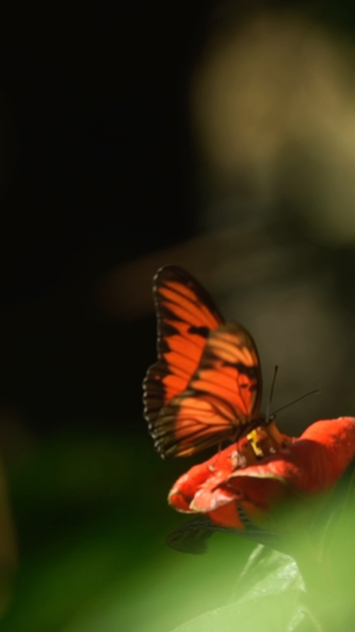 Sembrar no solo para nuestro consumo sino para las mariposas también 🦋 una tarde observando el mundo más allá de lo humano junto a @_kl_vr_