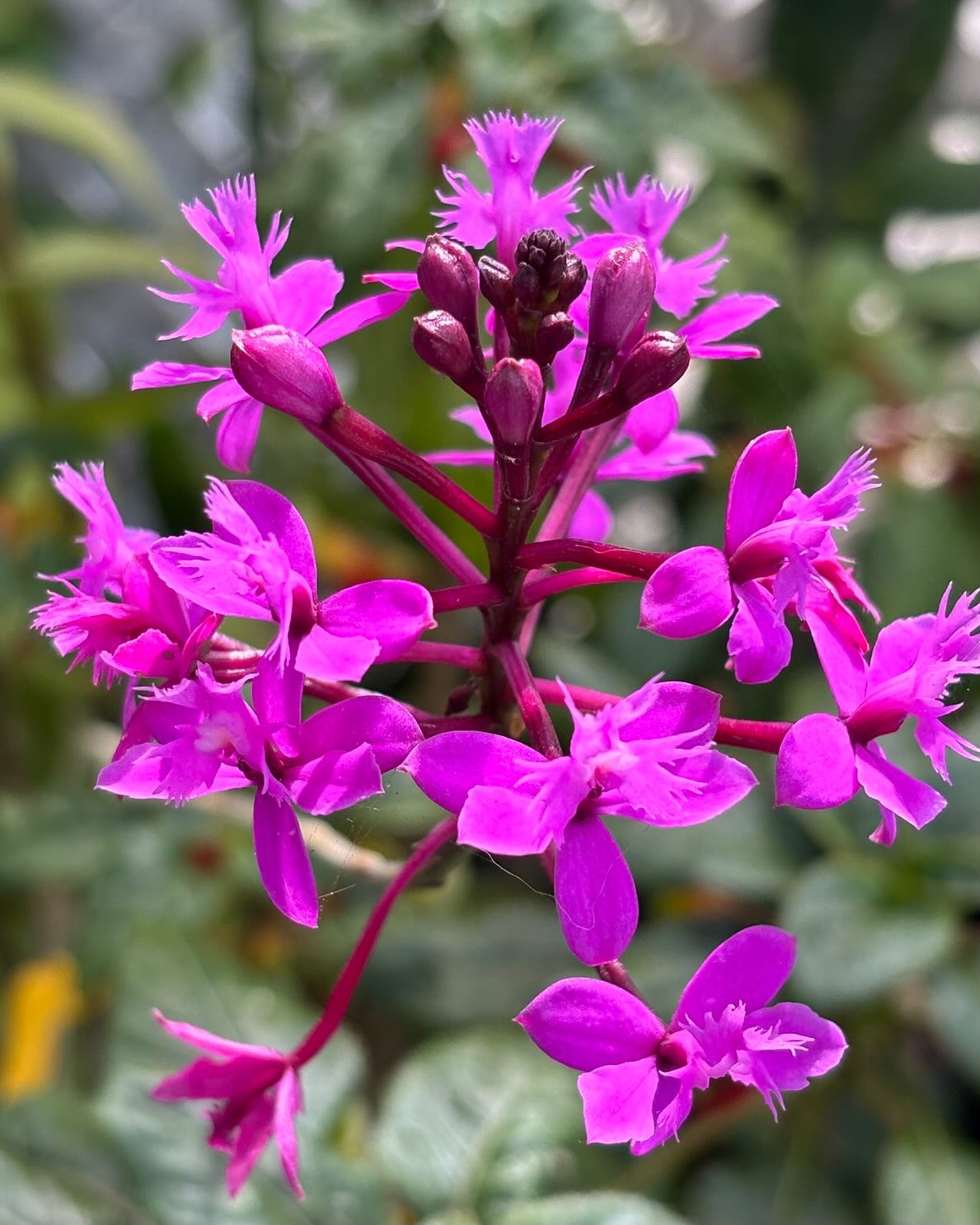 Epidendrum radicans and E. jamiesonis are terrestrial orchids native to Central and South America