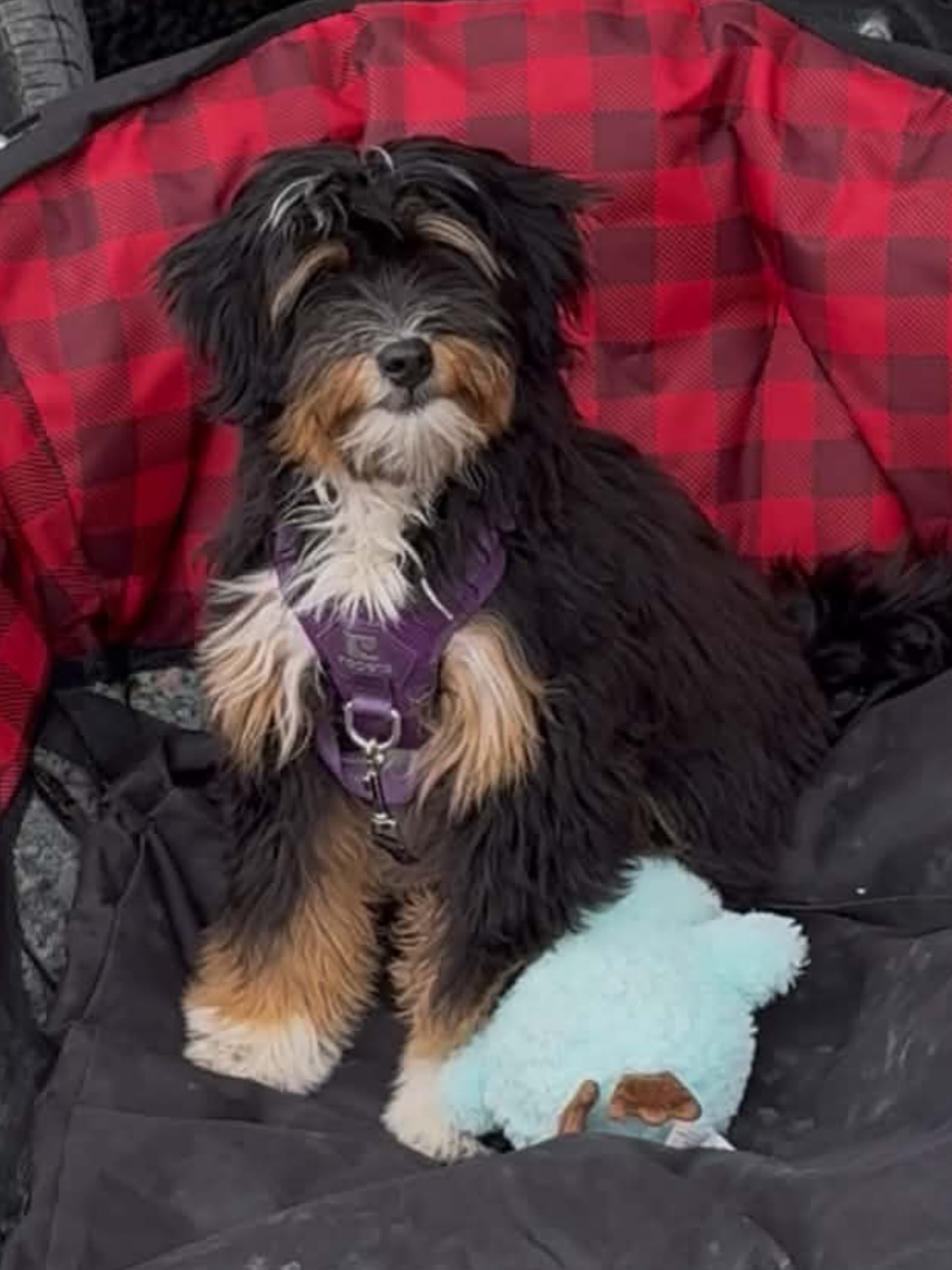 Nyx is our future hopeful mama! Straight coat and tiny, we’re excited to see what this little goddess has in store for our families! ❤️
#microbernedoodle, #minibernedoodle