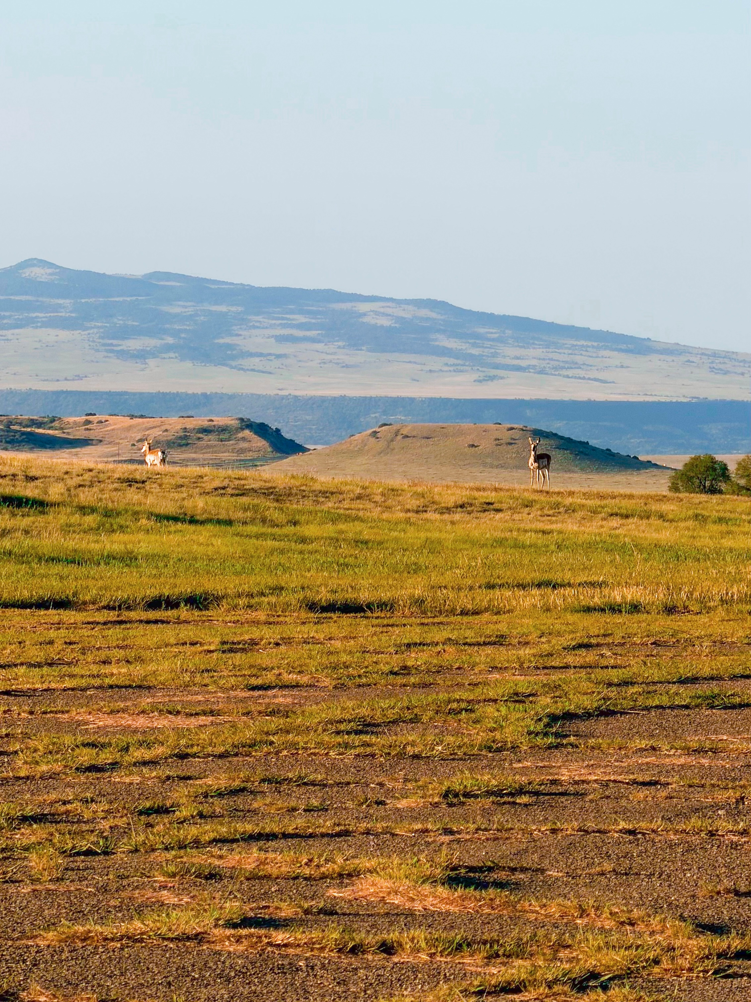 You never know who you’ll run into around Raton ⛰️ Keep your eyes open and your camera ready!
Here are some neat places to spot wildlife in Raton and surrounding areas ⬇️
• Sugarite Canyon State Park 🦃
• Climax Canyon Nature Trail 🦌
• Vermejo Park Ranch 🦬
• Maxwell National Wildlife Refuge 🦅
• Philmont/Cimarron Area 🐴
#NewMexicoTrue #NewMexico #RatonNM #ExploreRaton #RatonNewMexico