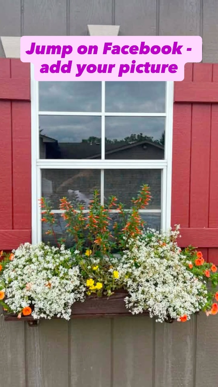 🌸 BATTLE OF THE BLOOMS: WEEK 2 IS OFFICIALLY ON! 🌸
Ready to be our next winner? We are giving away another $50 gift card this Friday, and entering is simple.
Since we’re officially in mid-July, your gardens are likely thriving. For Week 2, we want to see your “In-Progress” mid-summer growth!
👇 HOW TO ENTER:
1️⃣ Snap & Share: Drop a photo in the comments below of how your Stockslager’s annuals, perennials, or tropicals are looking right now!
2️⃣ The Golden Rule: If your Stockslager’s pots or plant tags are still peeking through, awesome! If they’re buried in the dirt, just let us know what Stockslager’s beauties you’re growing in your caption so we know they’re authentic.
🌿 Looking Ahead to August: Keep watering and loving those plants! Next month, we open submissions for the Grand Finale Prizes where you can win up to $250 total for categories like Patio Paradise, Pollinator Haven, and Grand Landscape.
Show us your mid-summer progress below for a shot at Friday’s $50 prize! ⬇️