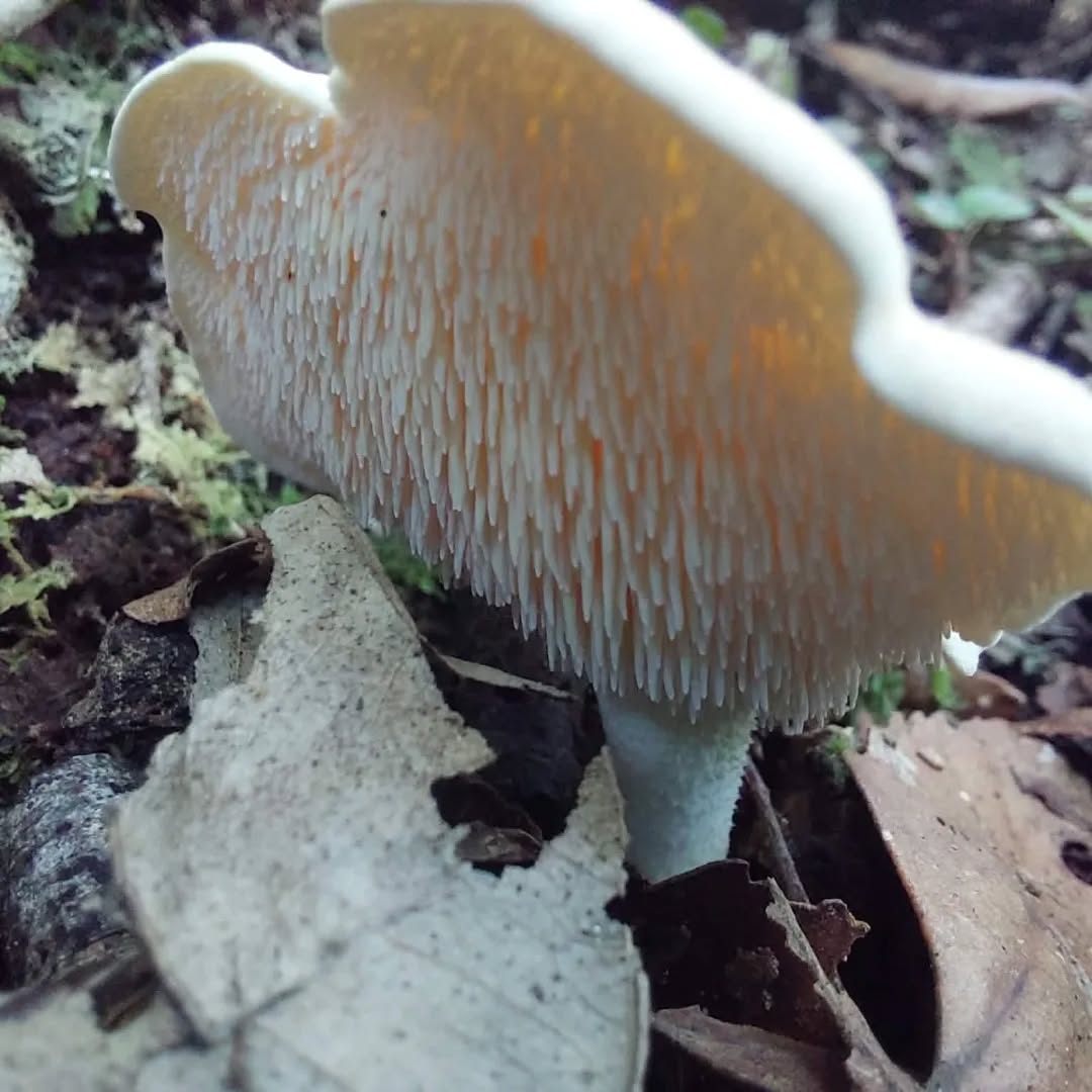 That lovely tooth/icicle fungus...
#karameafungi #toothfungus #nzfungi