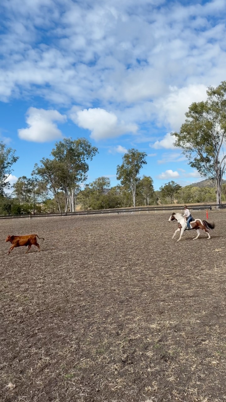 Day 1 of Cots camp, bloody epic!
Django’s 2nd time ever on cows, my second time working cows. Django and my very 1st time trying camp drafting.
This is my two runs for the first day, the first snippet is Django and my very first EVER run and I couldn’t be happier! we somehow managed to get around both pegs and the gate 🤩 Second snippet is our second time ever and was a friendly competition, somehow Django and I tied 1st place scoring 86 points 😍
Iv definitely found my new favourite sport!
Massive thanks to @cots_camp2014 for holding such an awesome clinic, I will certainly be back!
I honestly couldn’t be prouder of my boy Django and I and just how far we have come together as a team!
#cotscampcampdraft #campdrafting #cowgirl #horserider #cowhorses