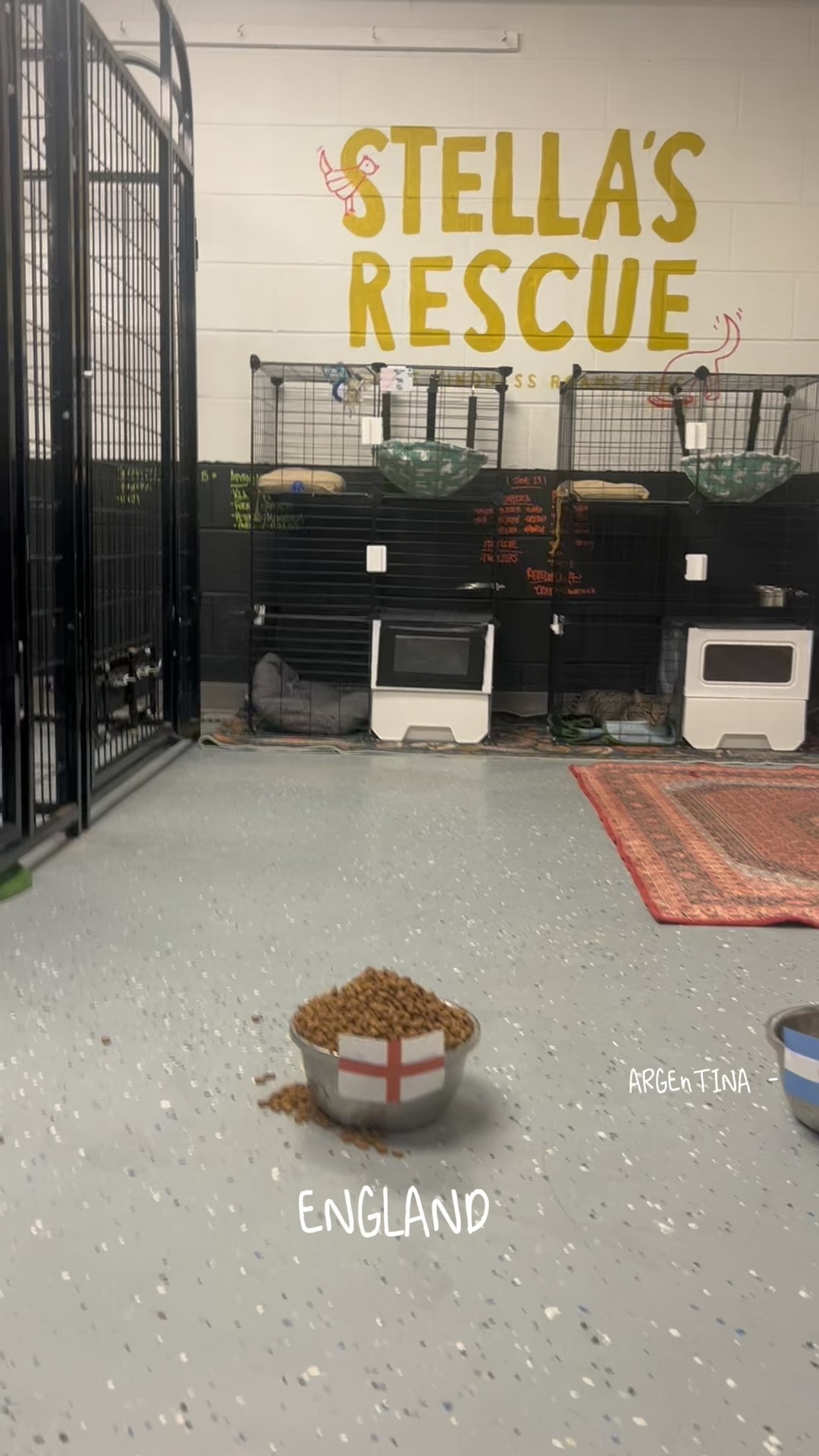 We might be a little biased... but Marshal & Velma seem pretty convinced football's coming home.
To be fair, they've spent the last few weeks listening to Eddy chant around the house, so we can't really blame them.
While they're busy cheering on England, they're also hoping for something even more important... a forever home. ❤️
Both Marshal & Velma are still looking for a family of their own. If you've been thinking about fostering or adopting, we'd love to hear from you. Send us a message and come meet these two amazing pups!
#AdoptDontShop #FosterASave #StellasRescue #FootballsComingHome
