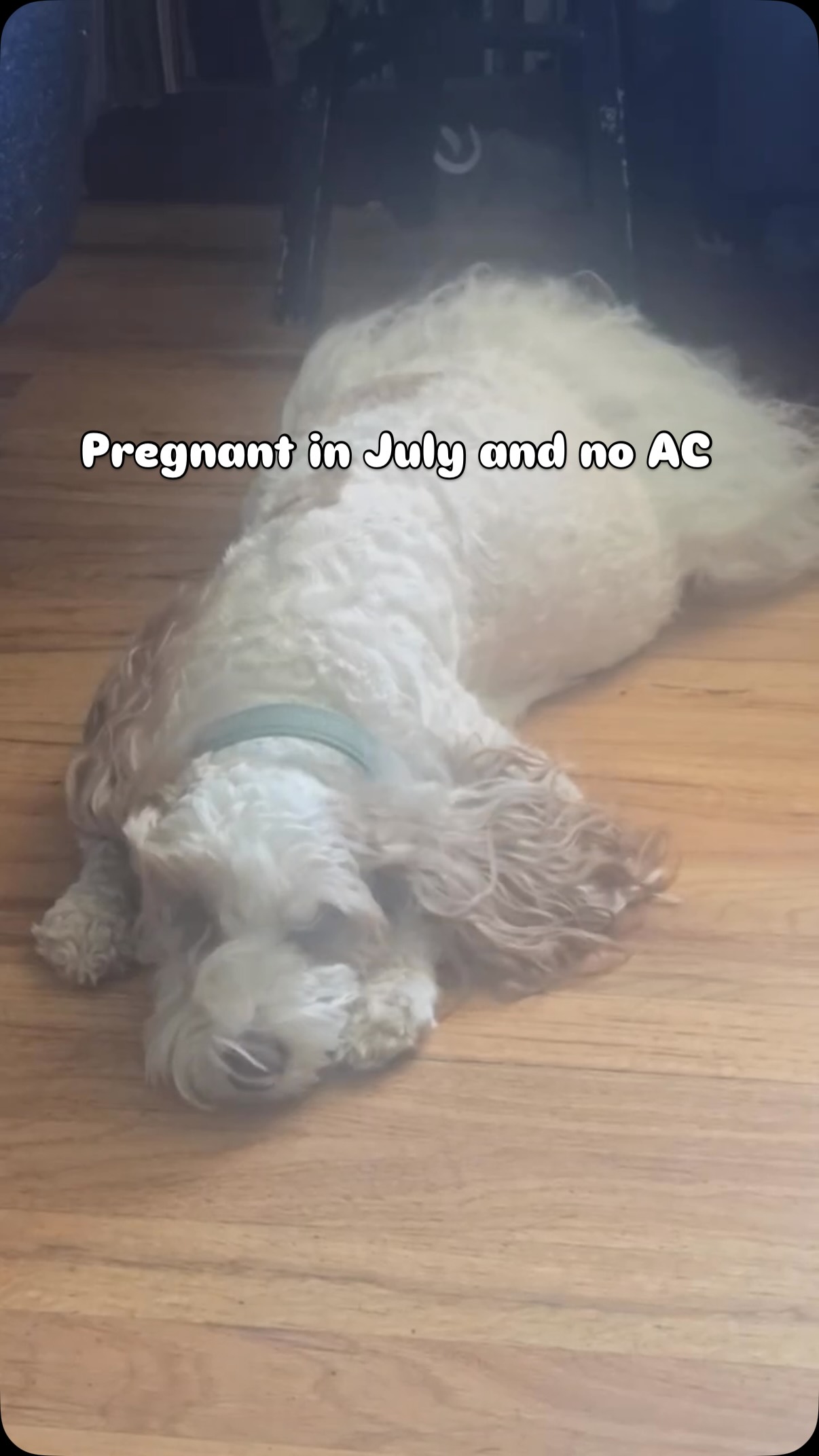 She’s so ready for these puppies to come out!