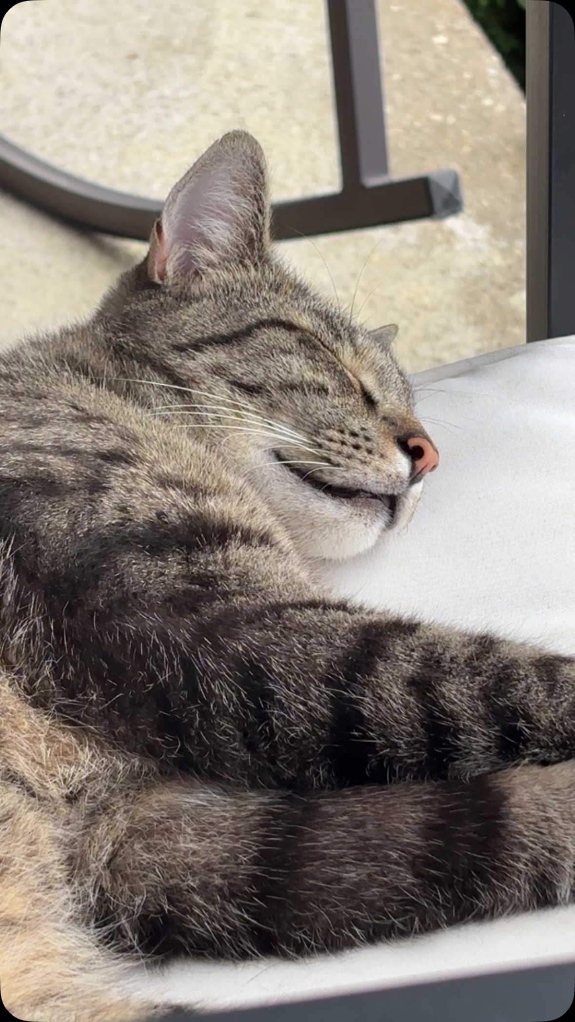 My mornings with this guy on the front porch are some of my most favorite experiences in this life.
He and I can sit in companionable silence for hours and hours like this…
Life happens on a Tuesday.
#cats #rama