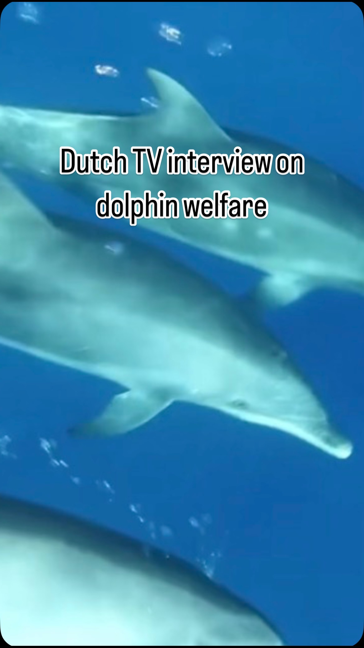 For those of you interested in the Dutch TV program that AWE’s Isabella was interviewed for, exploring the nuances of dolphin welfare in captivity, the recording now has English subtitles. We’ll link to the program in our stories and bio!
Program by Medialogica/HUMAN, and video credit to ABYSS
