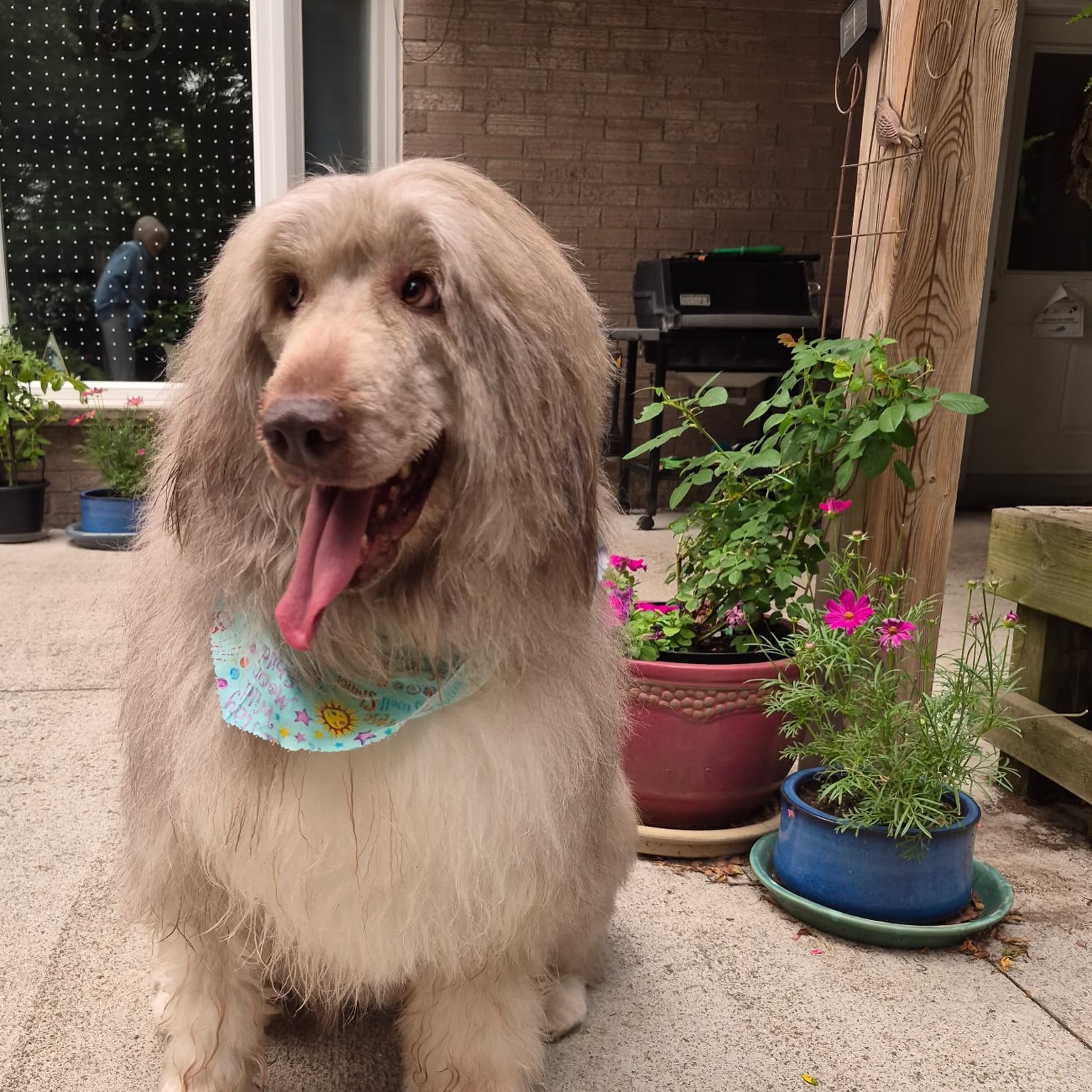 We had the greatest opportunity to groom our very first Romanian Mioritic Shepherd today—and what an absolute pleasure Sheeba was for her first time with us! Nothing but love from this sweet lady, we’re looking forward to seeing her again ♥️🐾
#doggroom #romanianmioriticshepherd #dogsofinstagram #doggroomer #doggroominglife