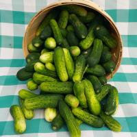 🥒 Limited Availability 🥒 Elmridge Farm Spray-free Pickling Cucumbers are available for Jul 15 delivery. Small, Medium, and Large size pickling cucumbers are available in 1lb, 5lb, and 10lb bags. Place your order on WFM2Go.ca before 7pm tonight.
🛒 Don't wait to get your favourite Elmridge produce. They are only able to participate in WFM2Go every few weeks.
Use promo code NSLOYAL10 for 10% off the entire website.