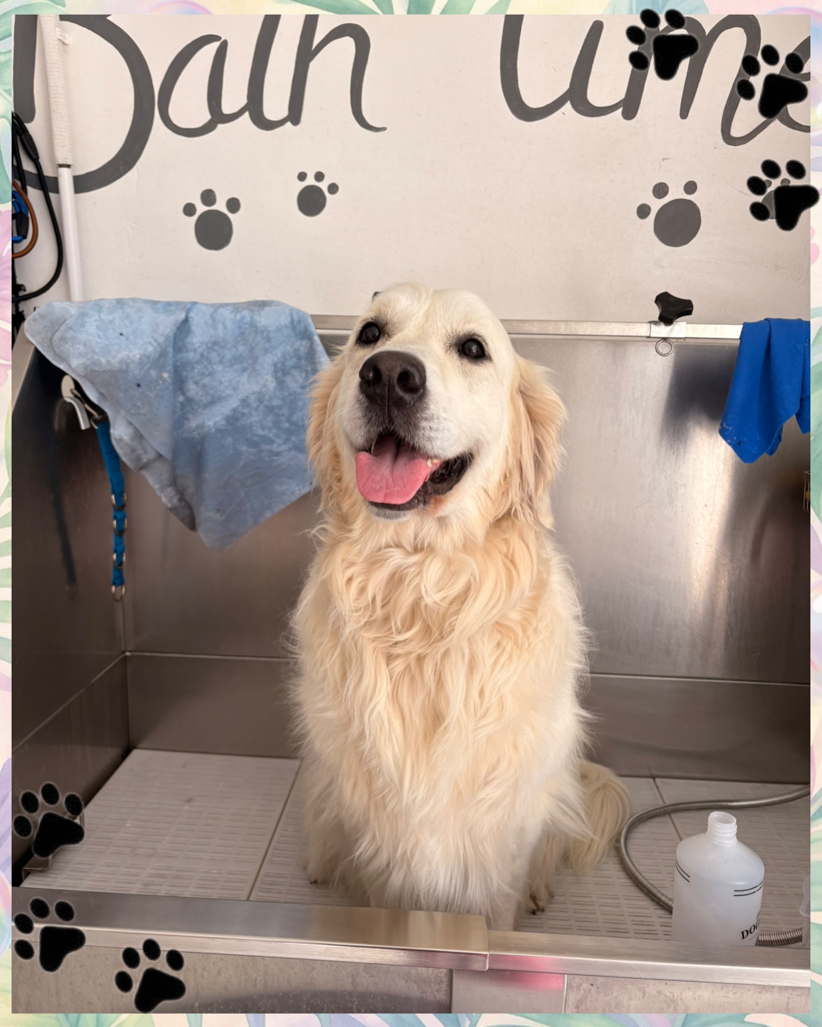 ☀️ Keeping your dogs cool during the warmer weather! 🐶💦
With temperatures rising, we wanted to reassure everyone about some of the little changes we make in the salon to keep your pups comfortable and safe during their groom.
🚿 Cooler baths:
We usually bathe dogs in comfortably warm water, but during hot weather we turn the temperature down slightly. It’s still pleasant and relaxing, just a little cooler to help them stay comfortable. After all… who wants a hot shower in this heat? 😅
💨 Cooler drying:
Once bath time is over, we switch the heat off on our blaster dryers. The force of the air is more than enough to dry the coat, and removing the heat helps prevent the salon from becoming too warm for both the dogs and our team.
💧 Fresh drinking water is always available throughout their visit, and we constantly monitor every dog to make sure they’re happy, comfortable and coping well with the warmer temperatures.
Your dog’s safety and wellbeing will always be our number one priority. ❤️
We’ll be sharing more of the ways we keep your furry family members safe during the heat over the next few days, so keep an eye on our page! 🌞🐾
#KnineDogStudio #DogGrooming #CheltenhamDogs #DogSafety #heatwave