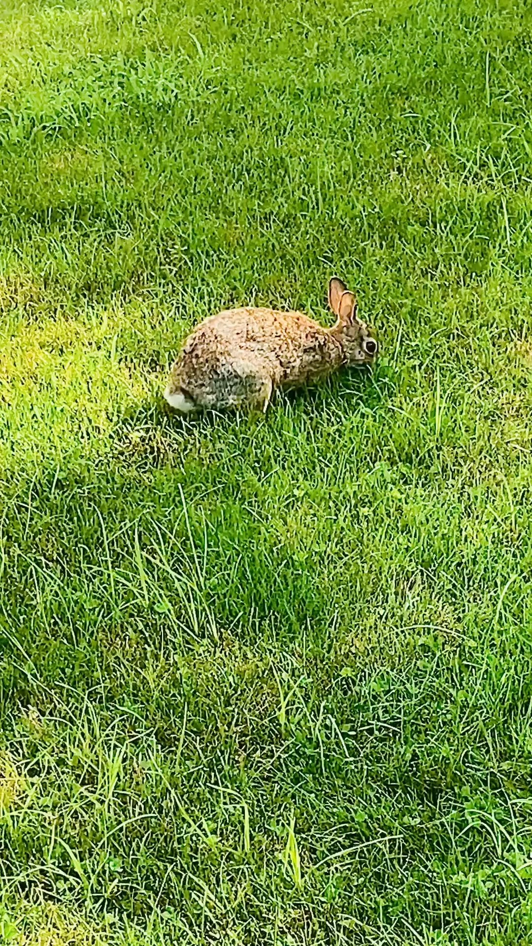All kinds of parishioners are welcome, no matter how small or fluffy🐰💕
#wildlife #newtonma