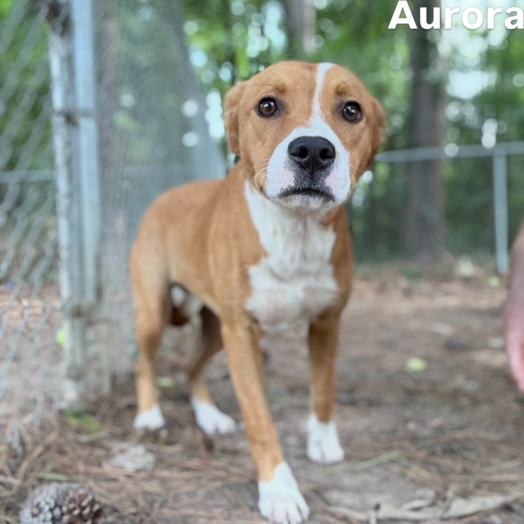 Sweet Aurora is waiting on her forever home. Could it be with you?
She’s a shy girl, but she is super sweet and cuddly. She also does well with other dogs.
Aurora is listed as a 1-year-old hound mix weighing in at 31 pounds.
Meet her Tuesday-Saturday, 10:30-5 at 4500 Kramer Street.
Please share! 💜🐾💚